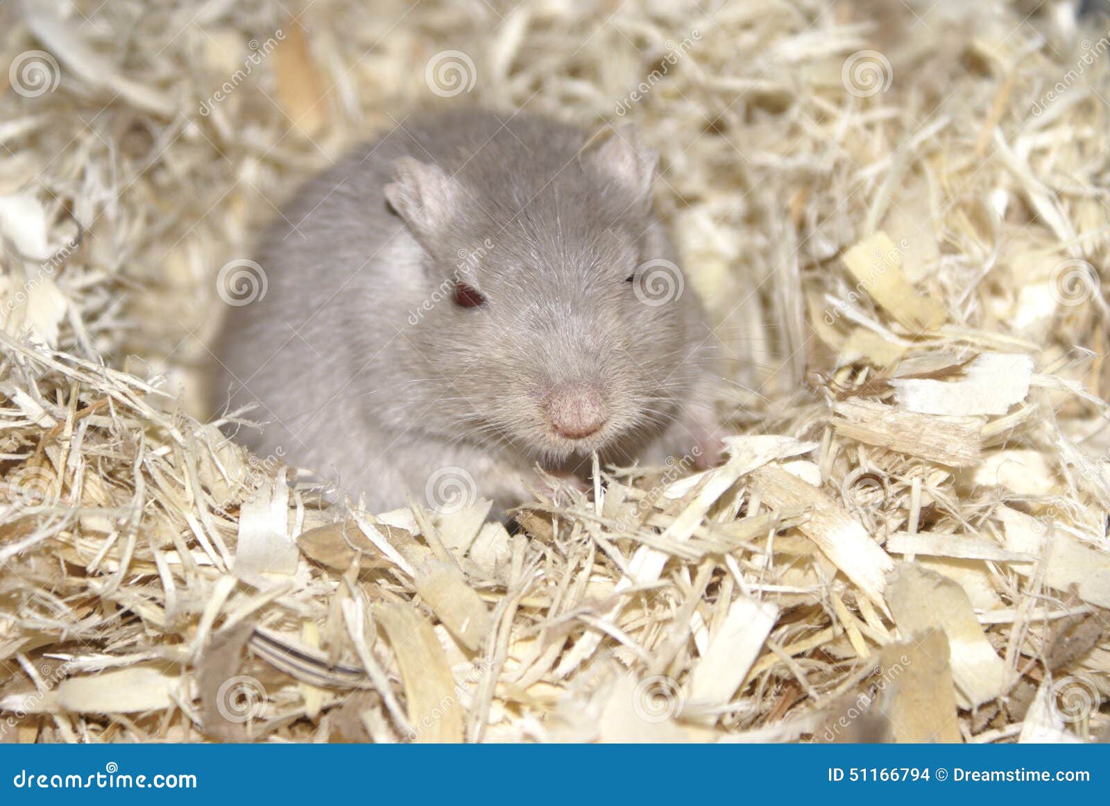 Gray Gerbil foto de archivo. Imagen de animal, mascotas - 51166794