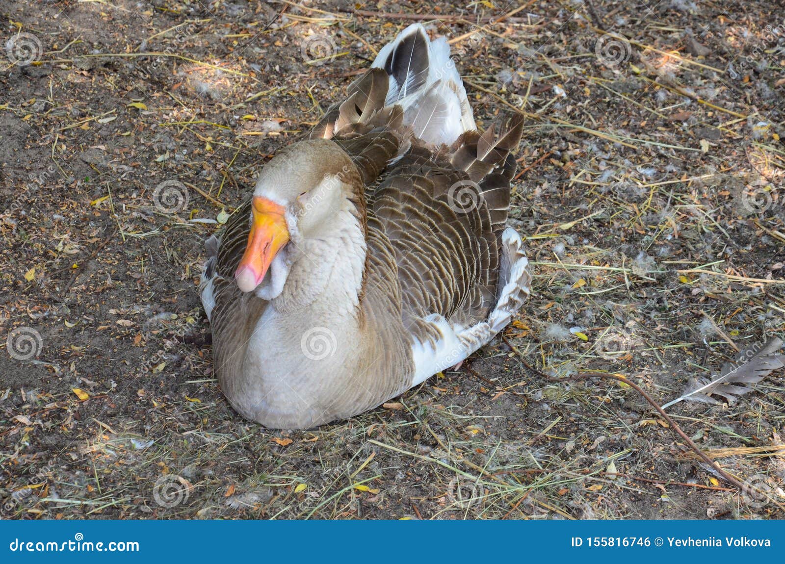 Gray goose stock photo. Image of production, animal - 155816746
