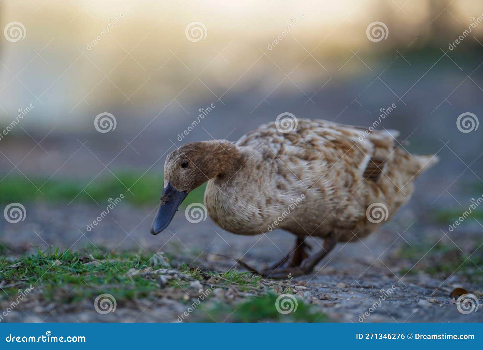Gray Goose on the Field. Lonely Goose in Nature Stock Photo Image of