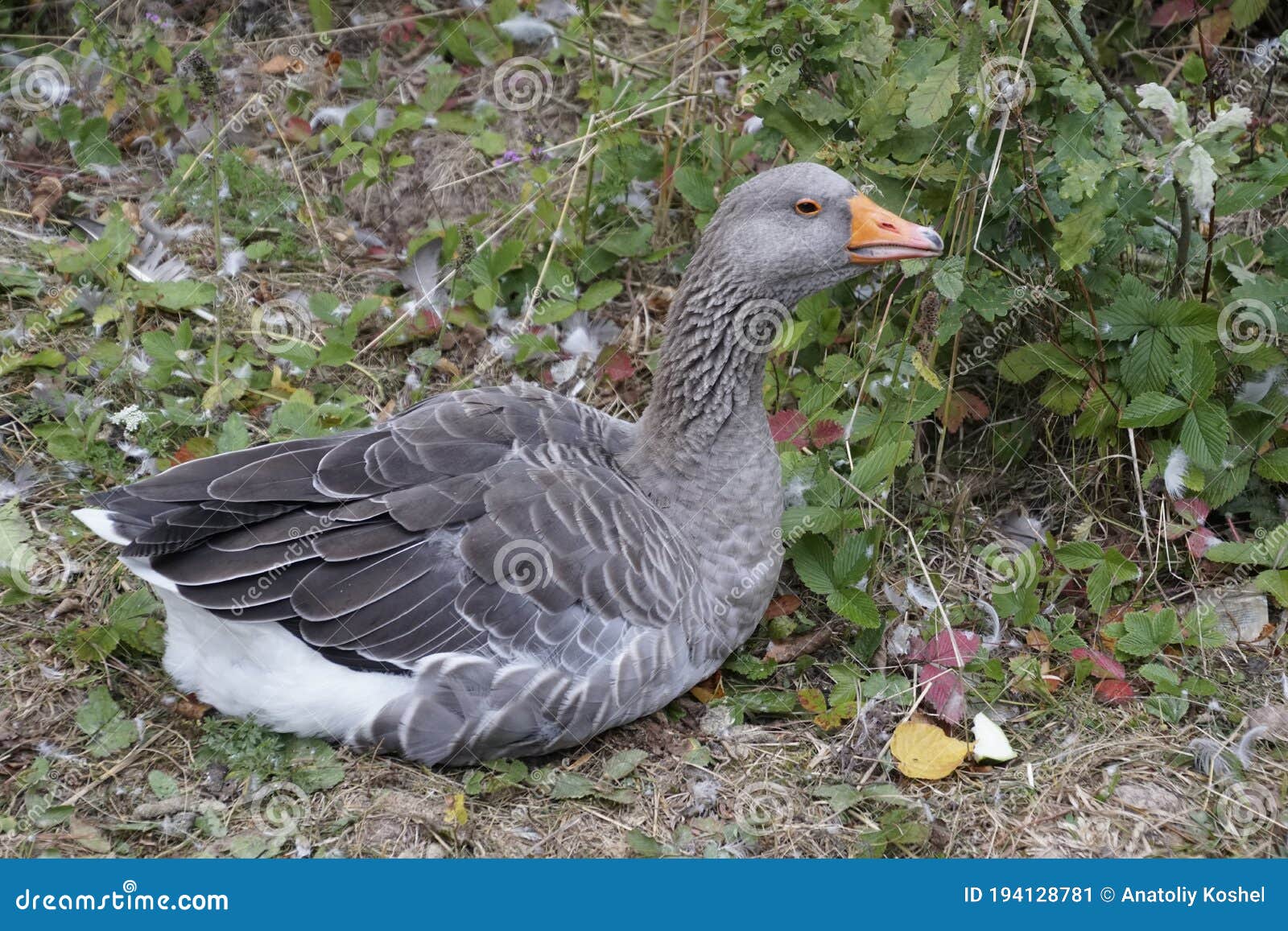 the gray goose, officially known as anser anser. wild nature.