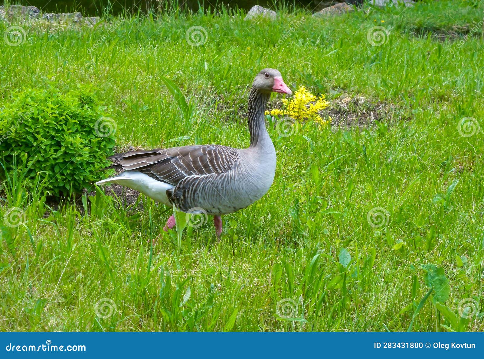 A Gray Goose Swims Along the Lake. AskaniaNova Stock Photo Image of