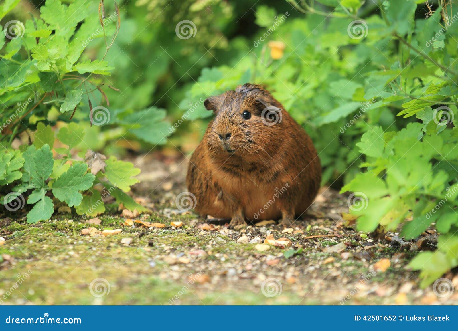 Gray guinea pig stock photo. Image of rodent, grey, soil 42501652