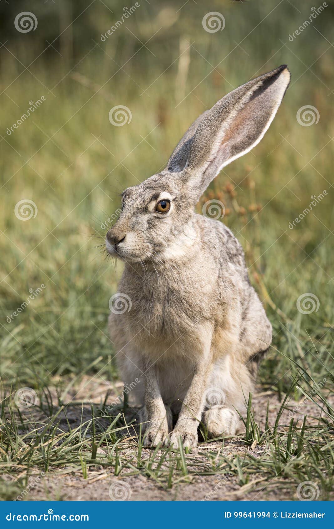 Gray Hare stock photo. Image of californicus, cute, danger 99641994
