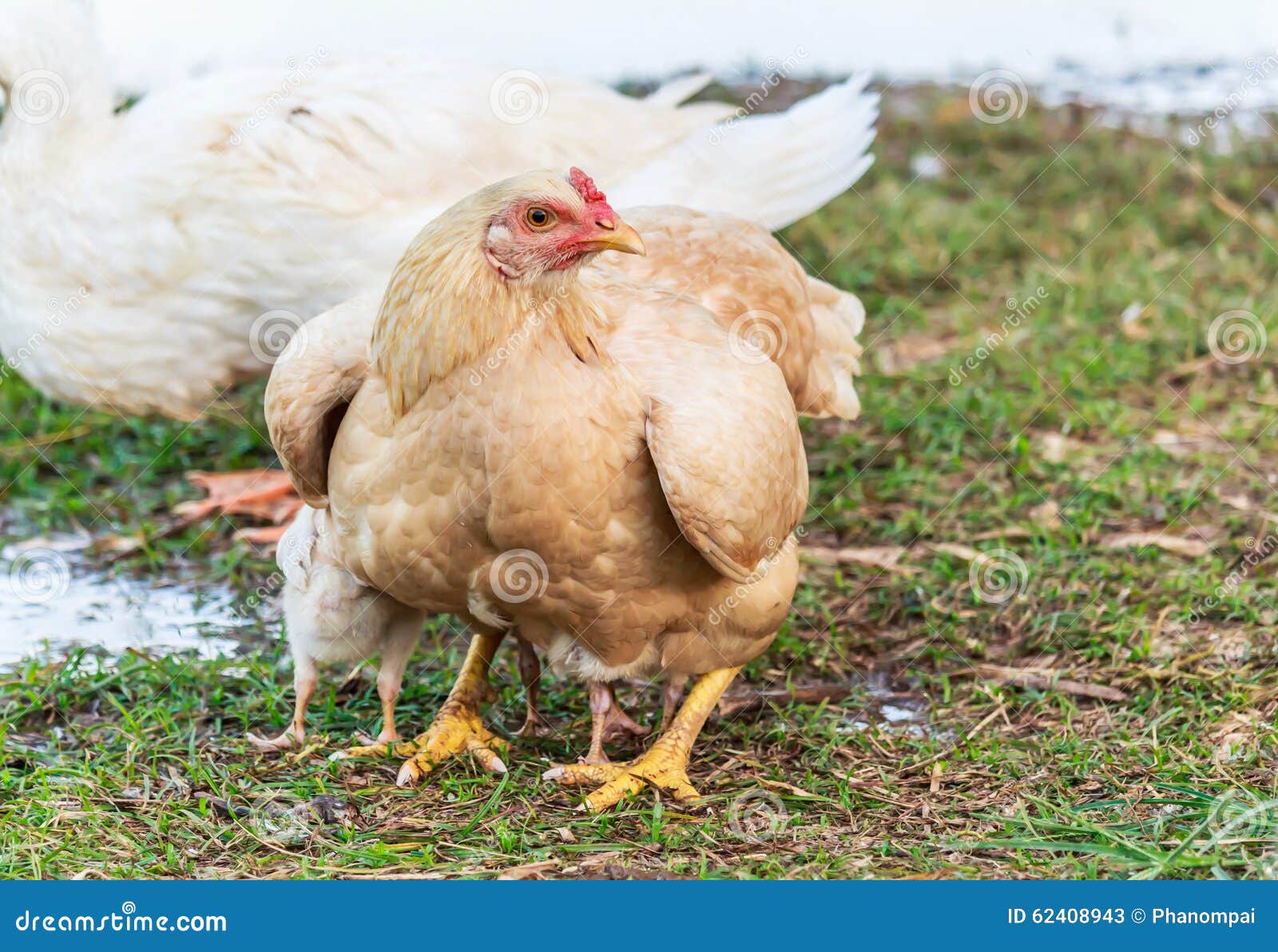 Gray Hen guarding chicks stock image. Image of macro 62408943