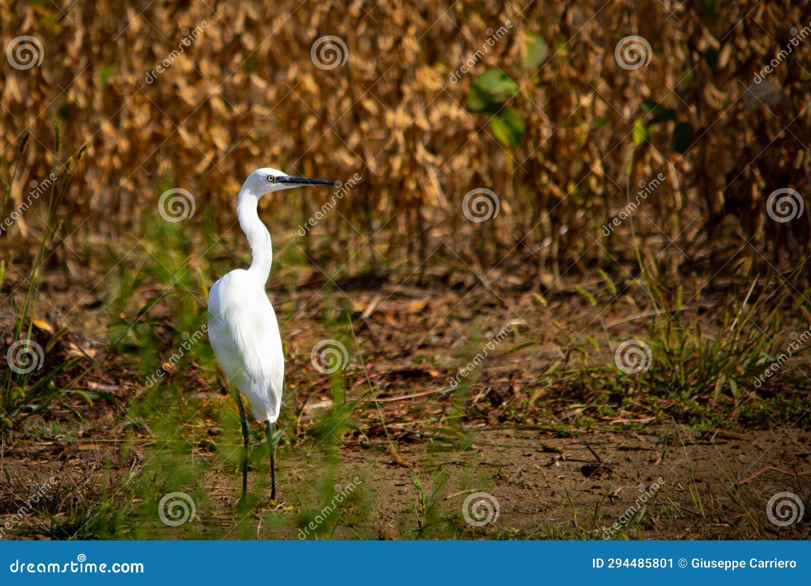 the gray heron is a bird belonging to the ardeidae family.