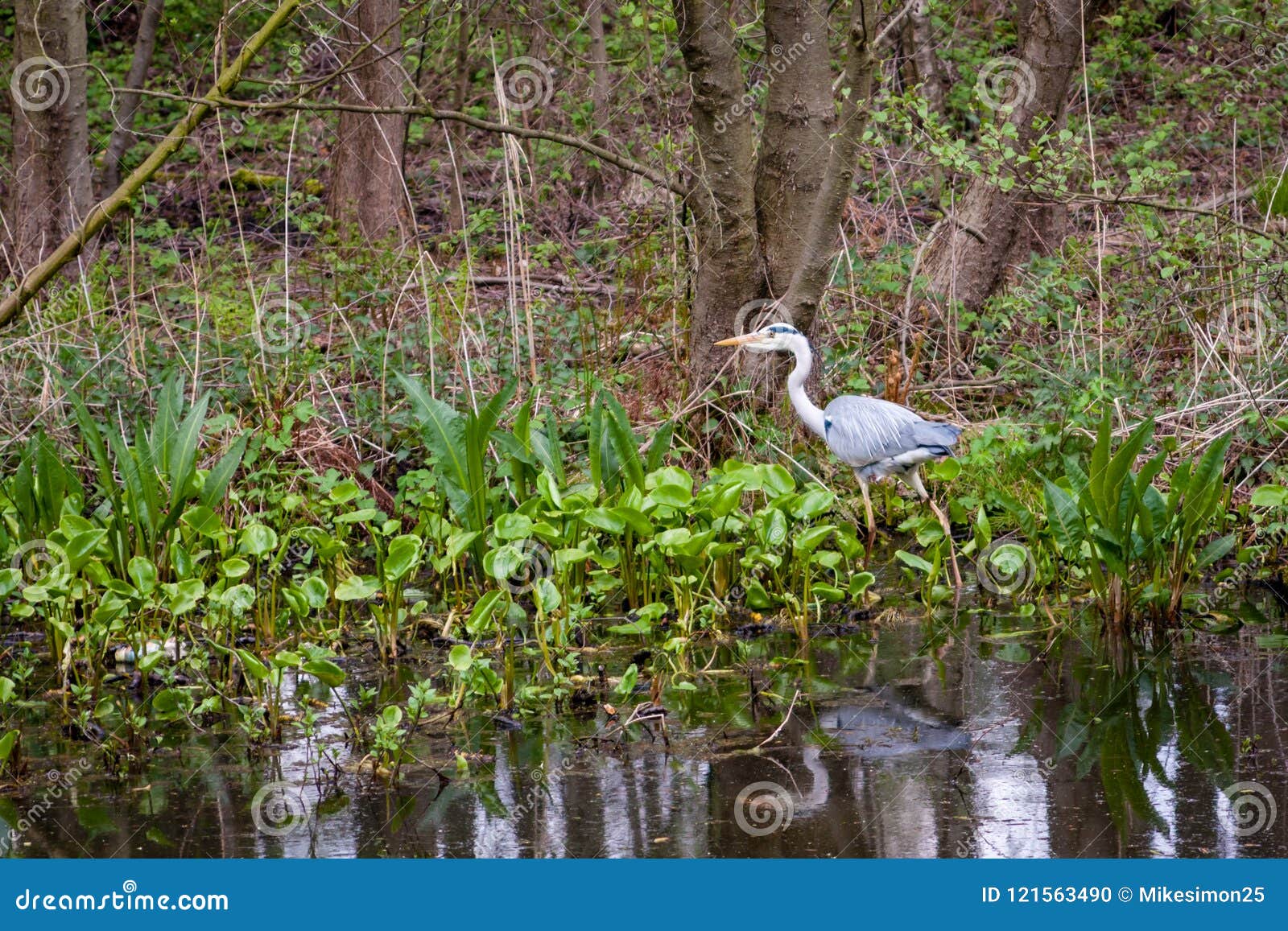 gray heron hunting in shallow water in nature reserve boberg in hamburg.