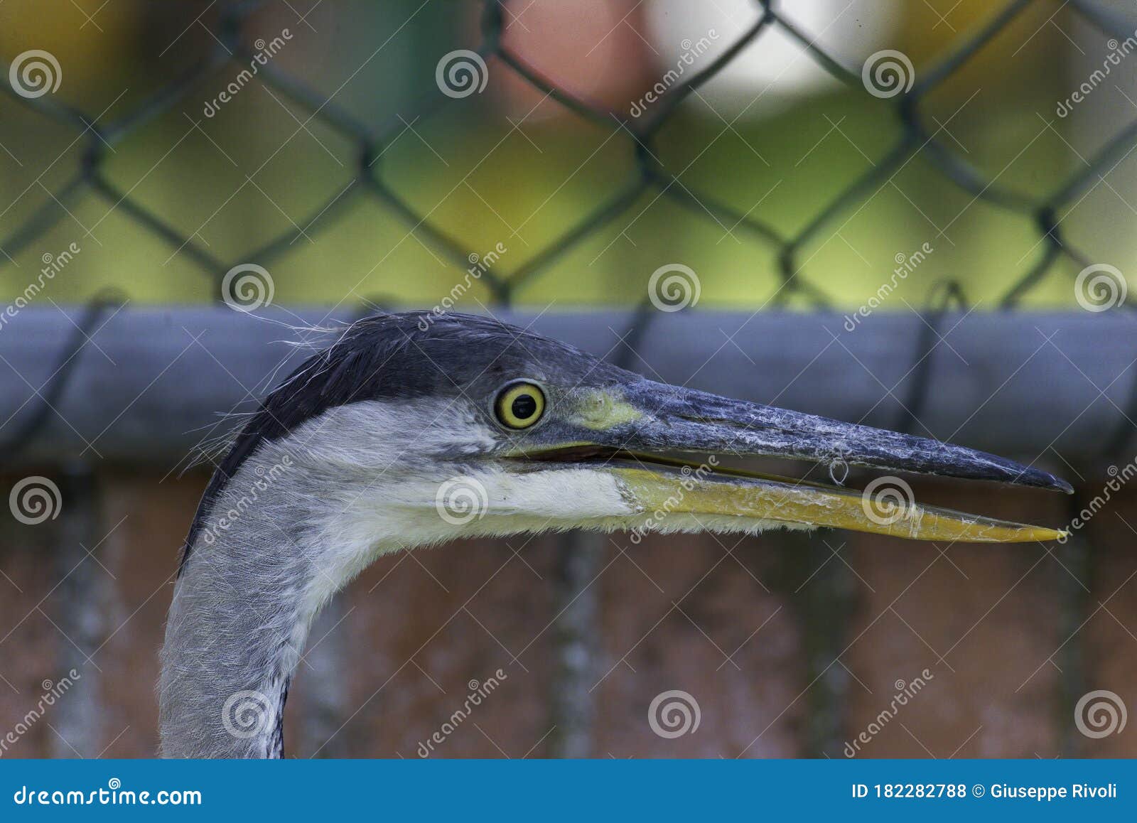 gray heron landing in the city, airÃÂ²n, airone cenerino, ardea cinerea
