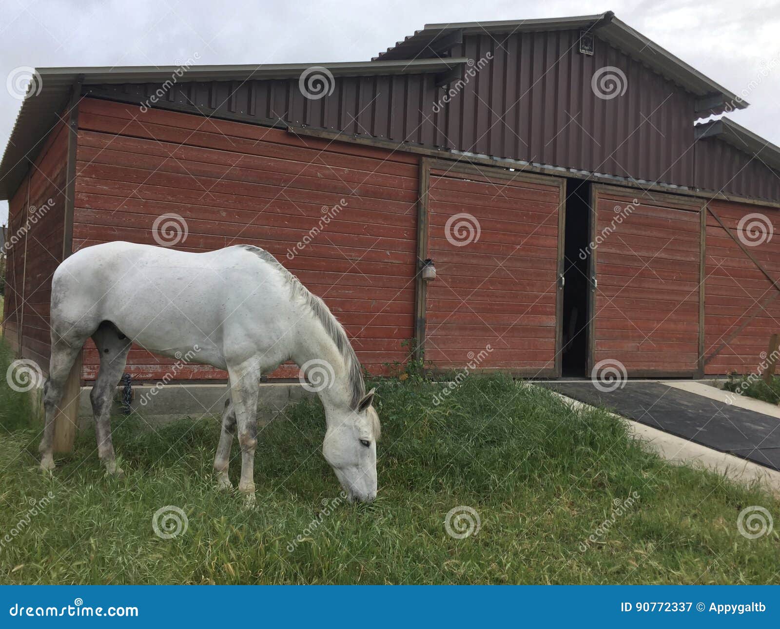 gray horse grazing on lush spring grass in front of picturesque barn
