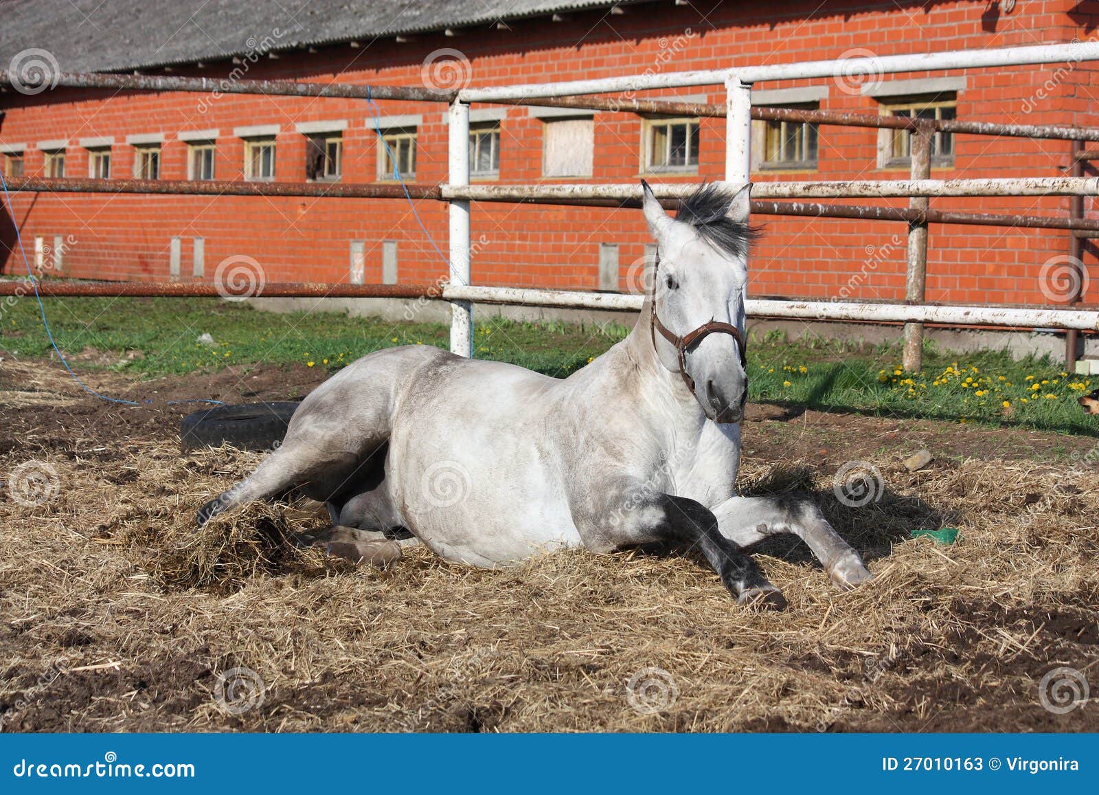 Gray Horse Rolling on the Ground Stock Image Image of rolling, horse