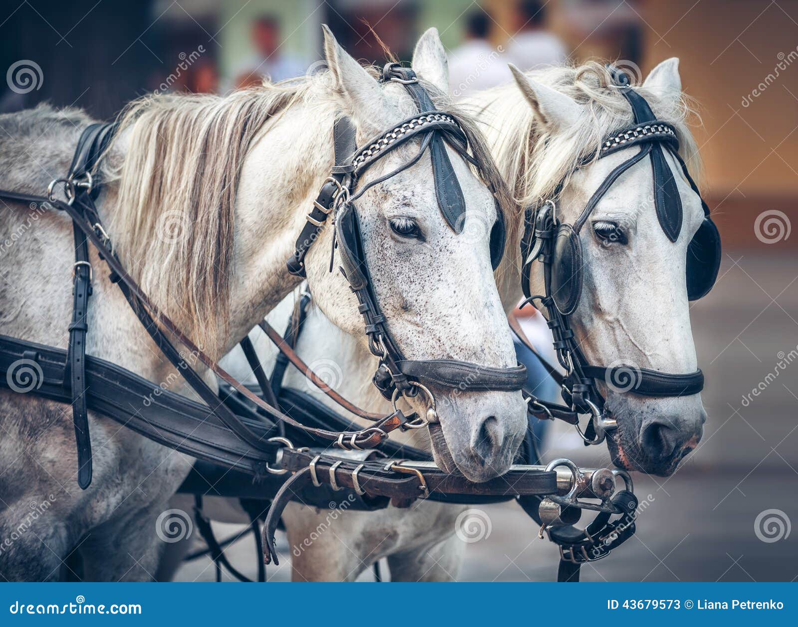 Gray Horses Pulling a Harnessed Horse Team Stock Image Image of steed