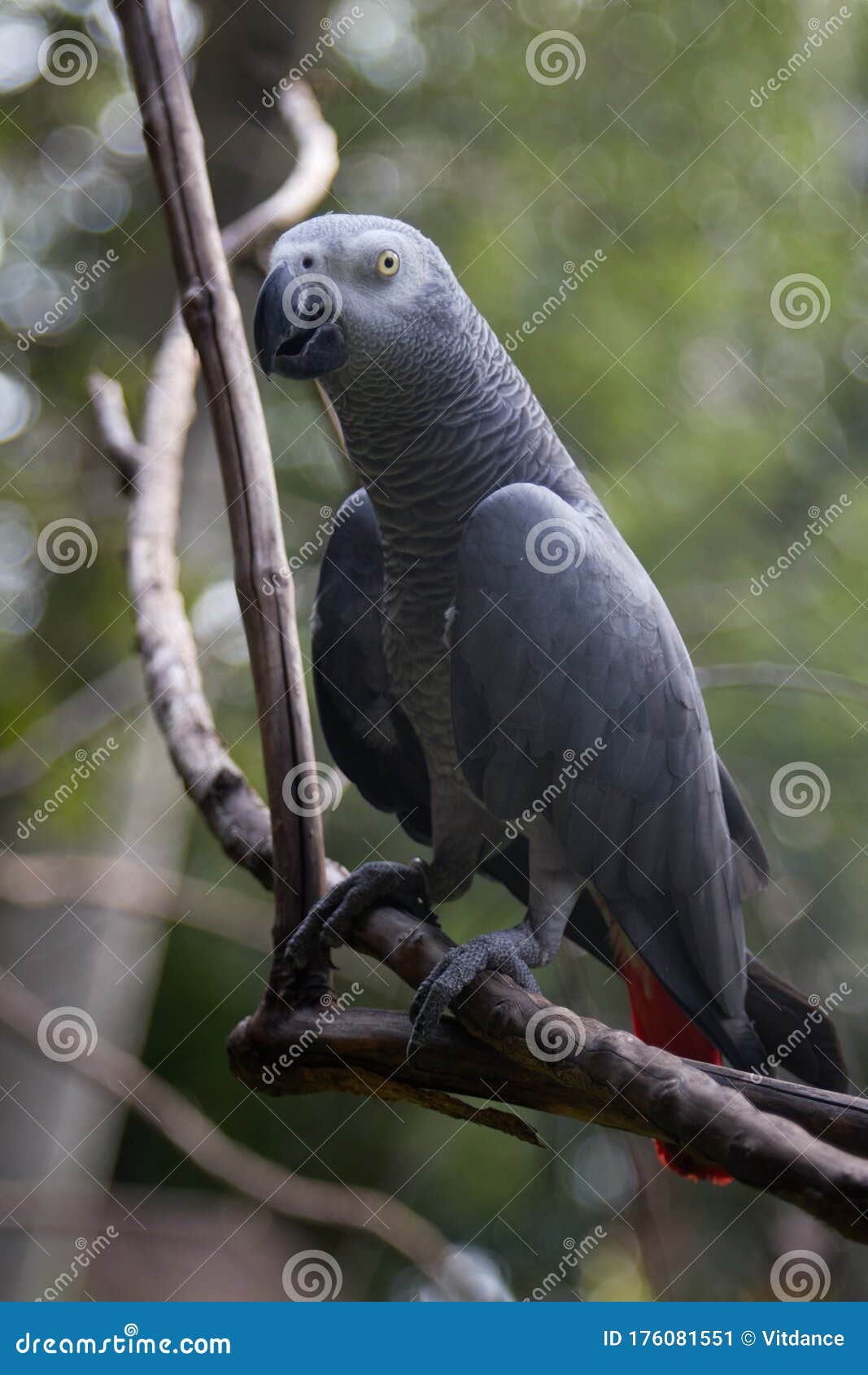 Gray Parrot Red Tail. Stock Image - Image of exotica, background: 176081551