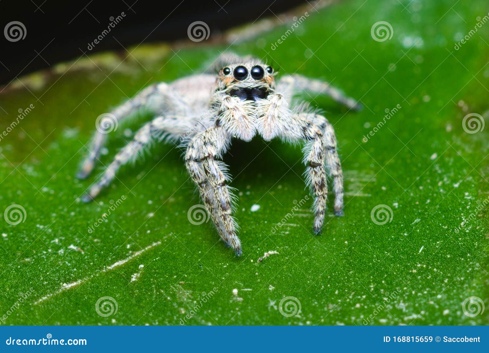 pale jumping spider