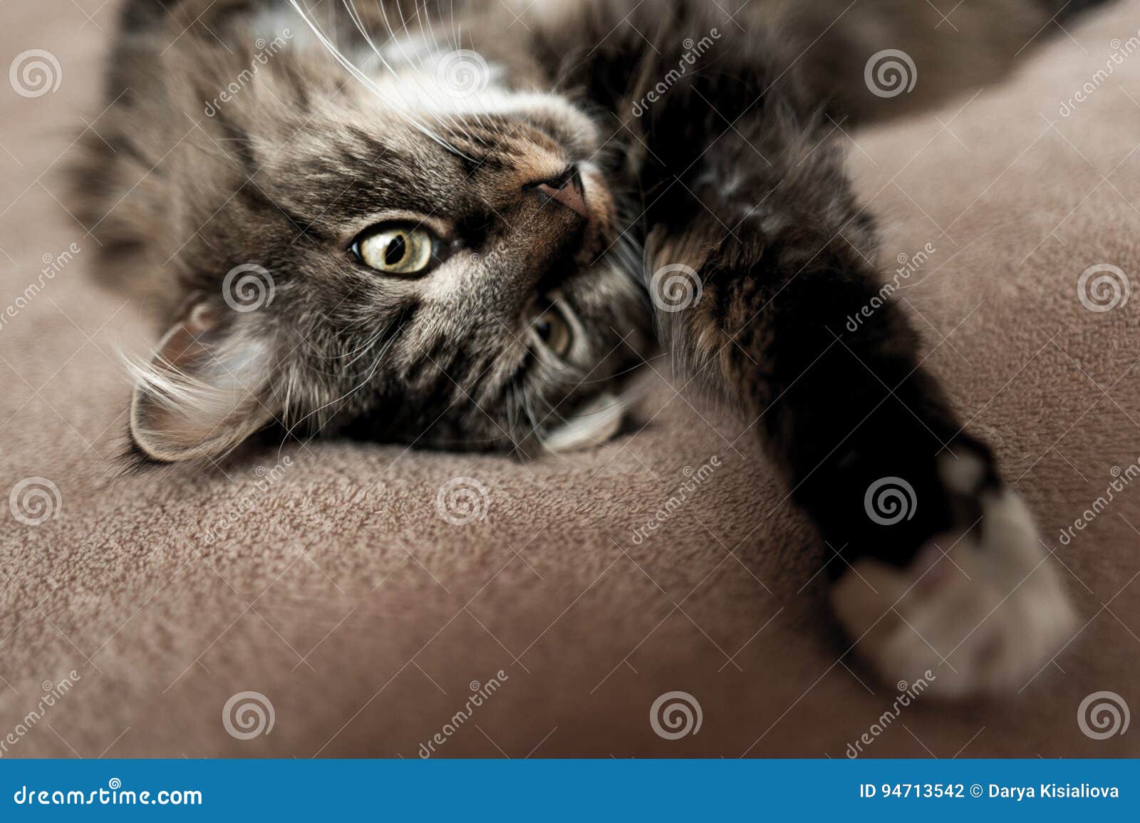 Gray Kitten Cat with Stripped Fur Chest Stock Photo Image of color
