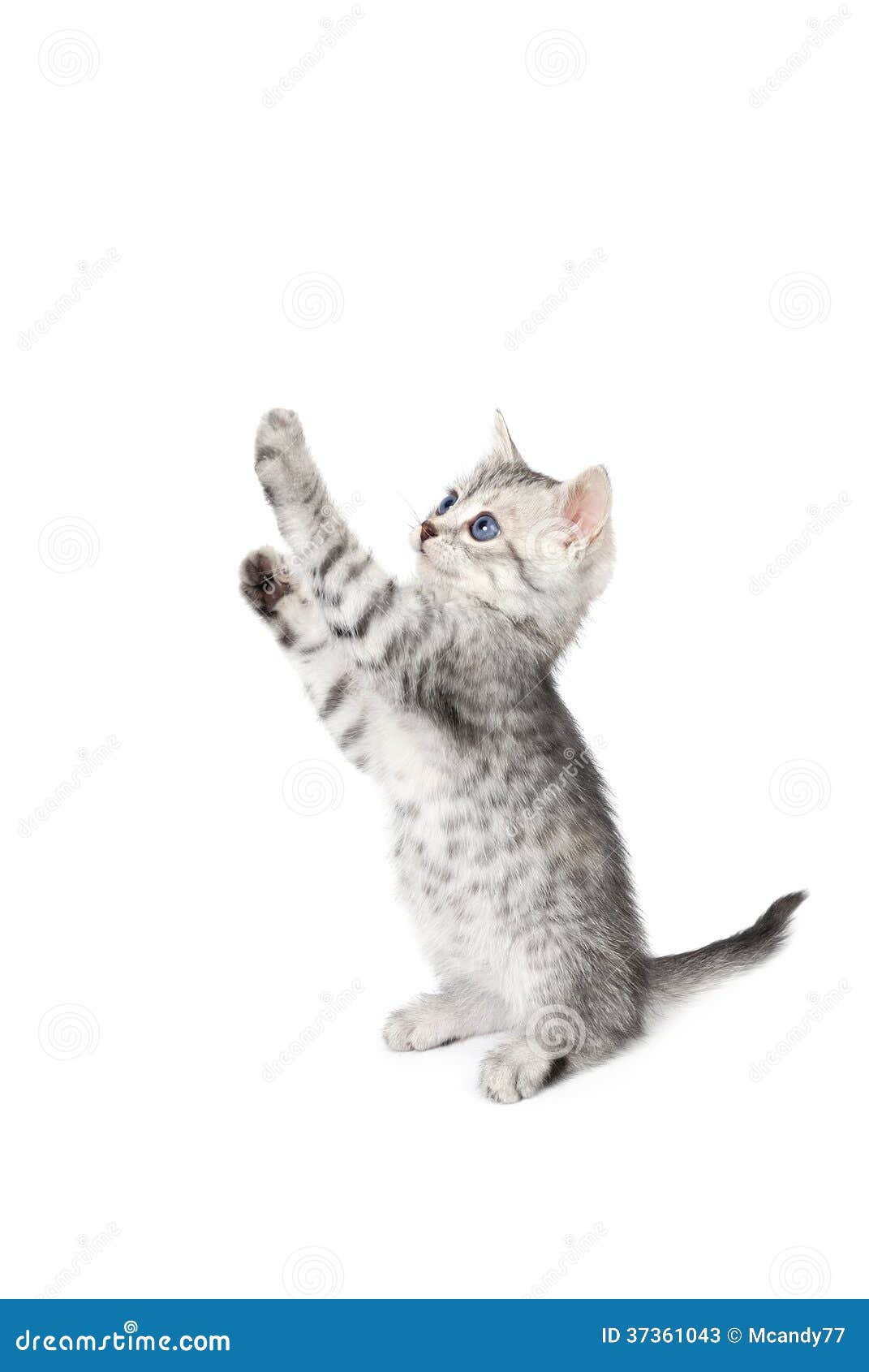Gray kitten costs on legs stock image. Image of adorable 37361043