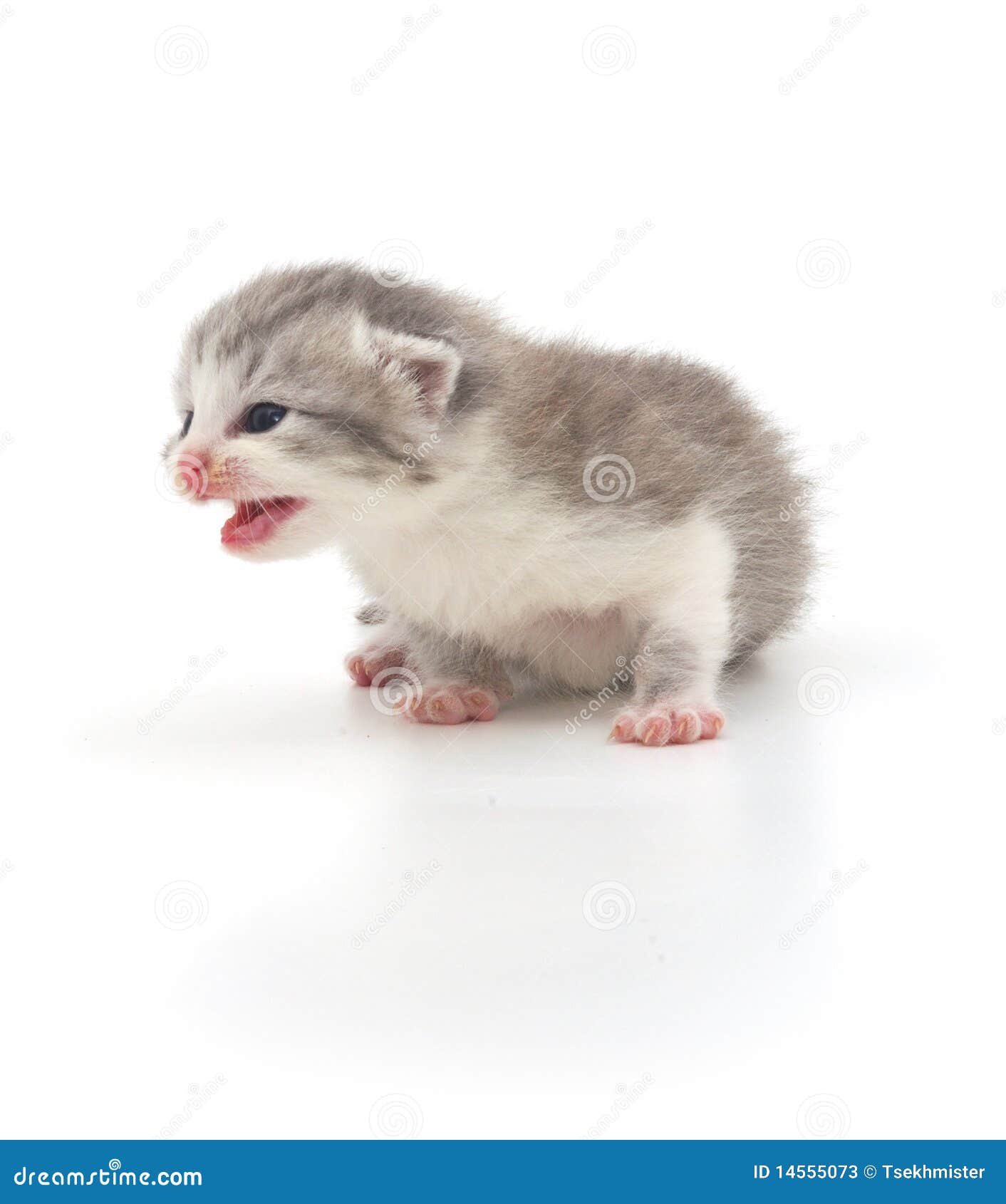 Gray kitten crying stock image. Image of white, meowing 14555073