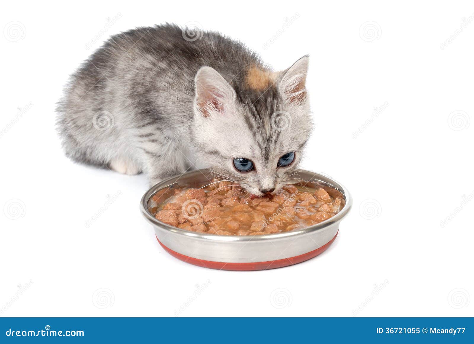Gray Kitten Eats from a Bowl Stock Image - Image of beautiful, furry ...
