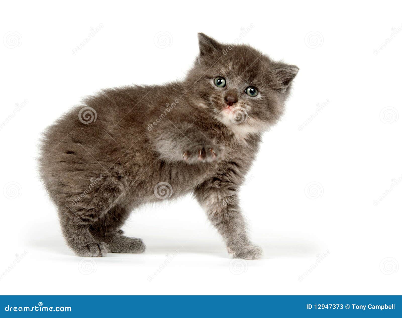 Gray kitten playing stock image. Image of kitten, gray 12947373