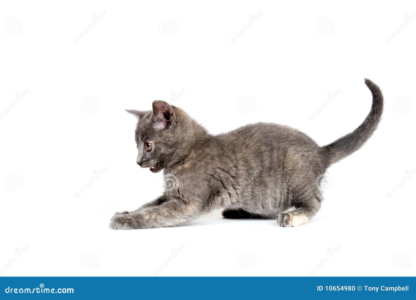 Gray kitten  pouncing  stock photo Image of attack 