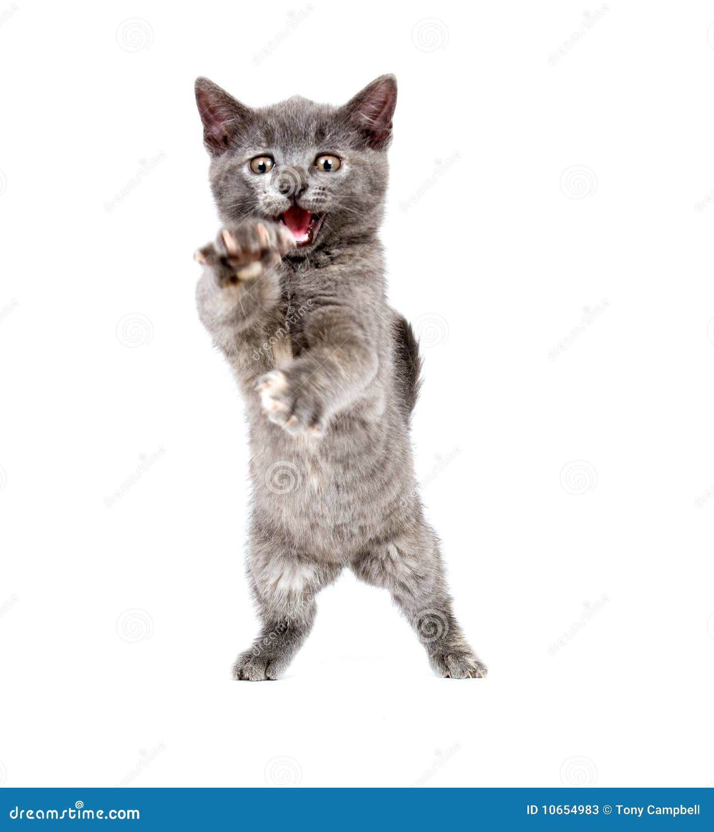 Gray kitten  pouncing  stock image Image of isolated 