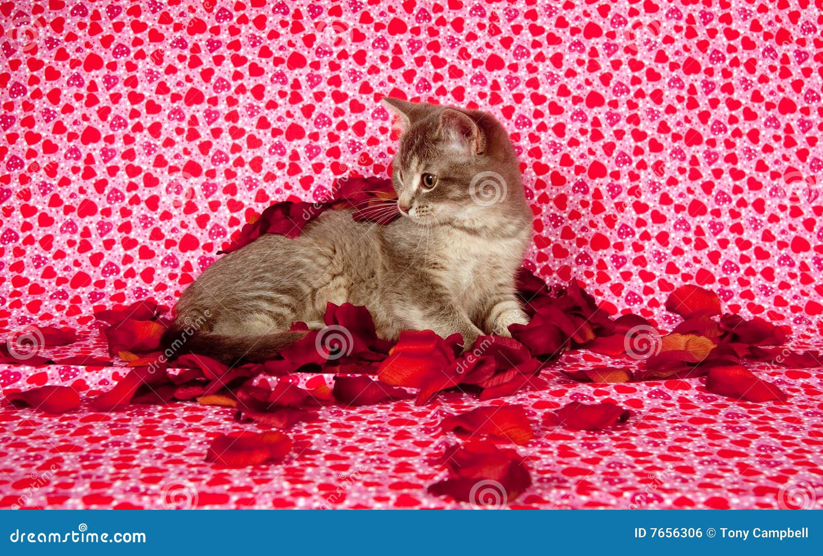 Gray Kitten and Rose Petals Stock Photo Image of kitty, gray 7656306