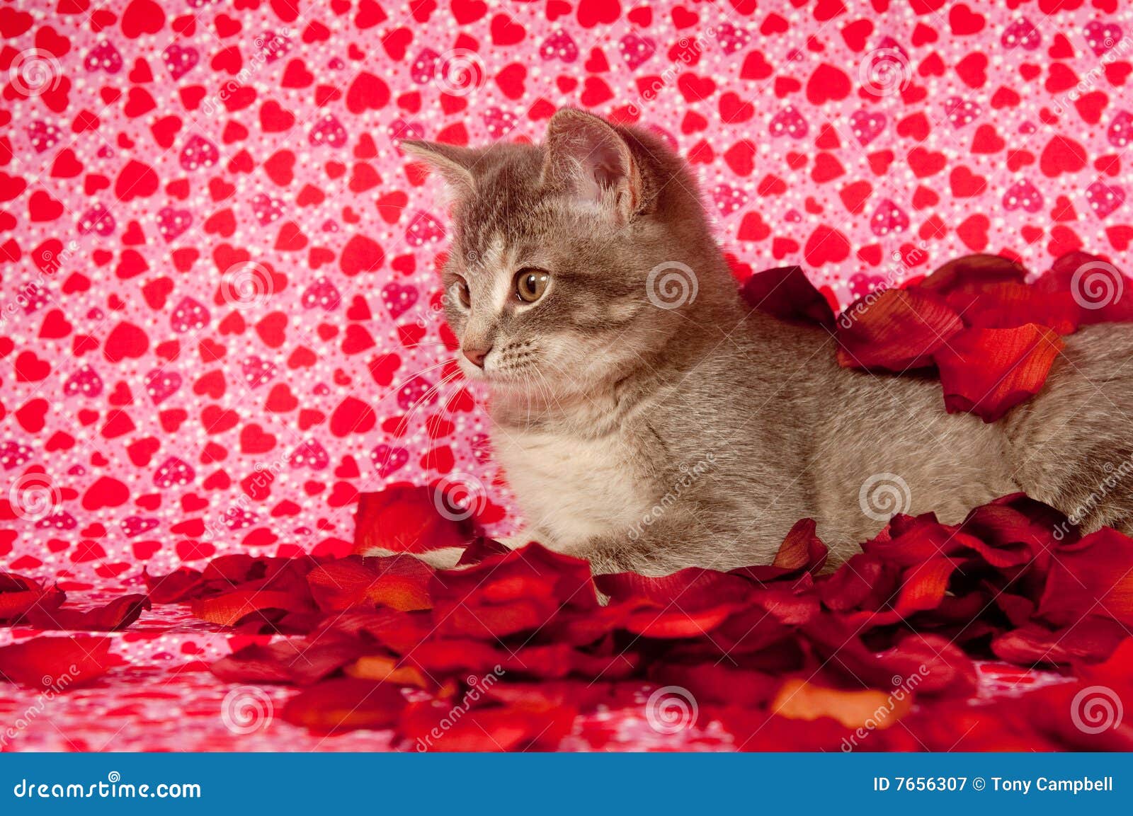 Gray Kitten And Rose Petals Stock Image Image of affection, valentine