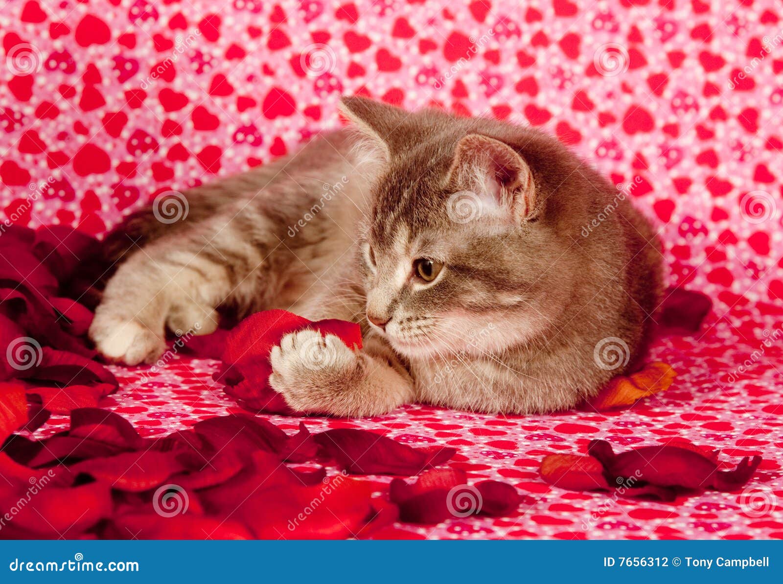 Gray Kitten And Rose Petals Stock Photo Image of white, heart 7656312