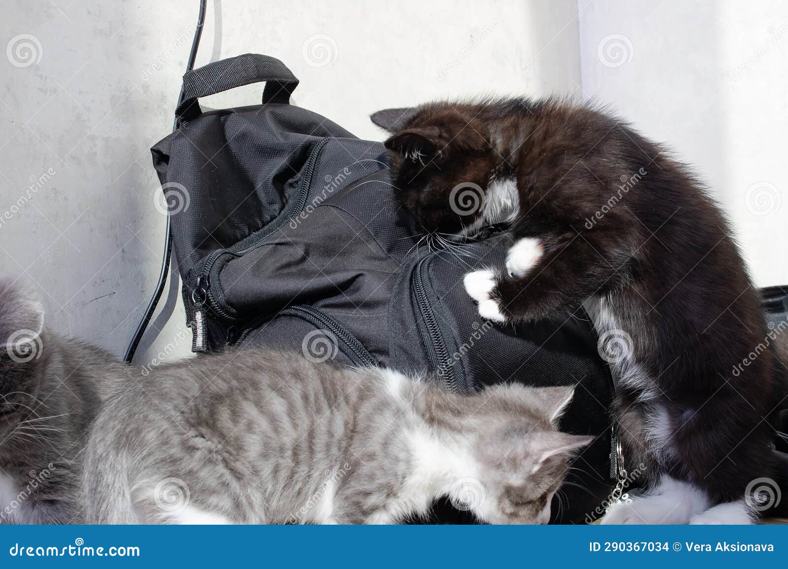 Gray Kitten Sitting on the Floor and Backpack Stock Photo Image of