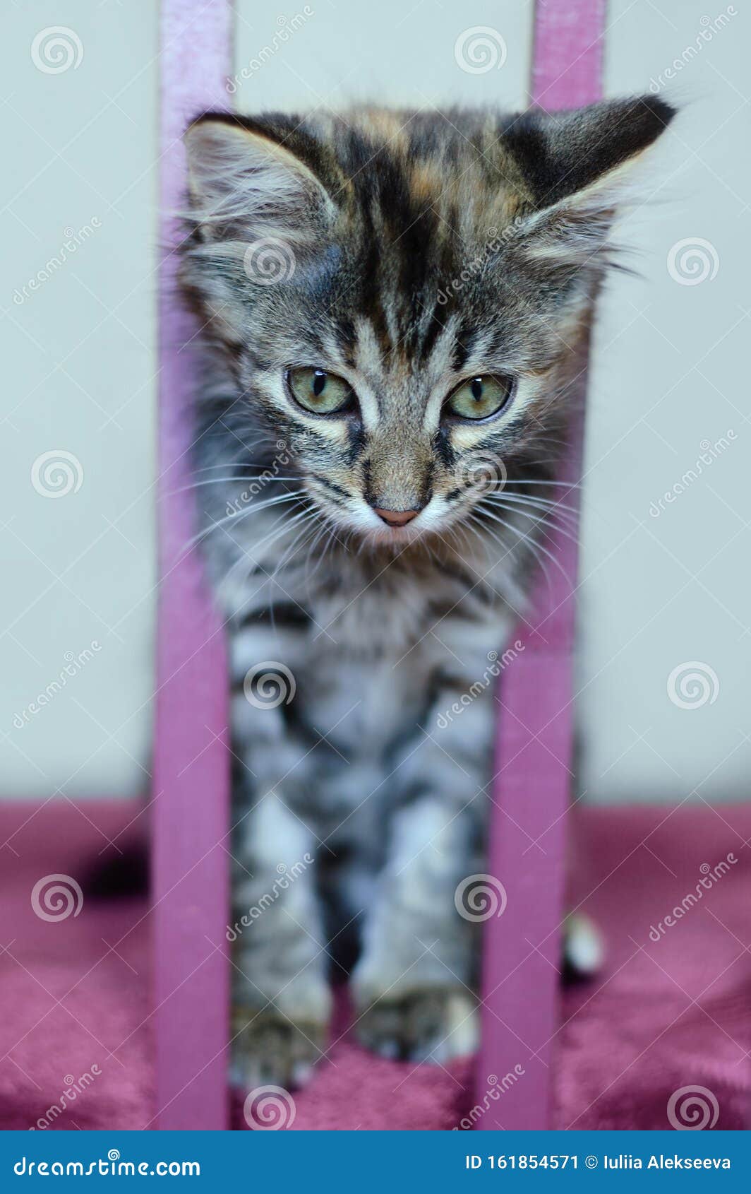 Gray Kitten Stuck His Head in the Back of a Chair. Stock Image Image