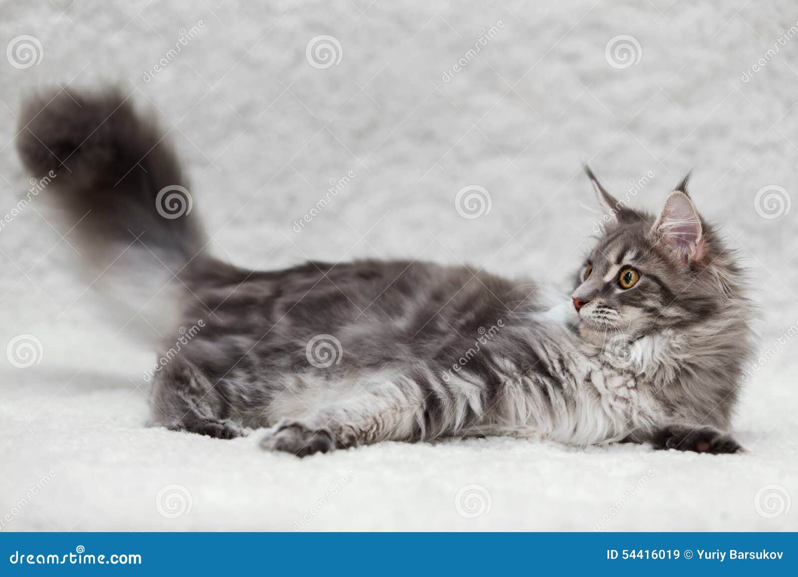 Gray Maine Coon Cat Posing On White Background Stock Image Image of