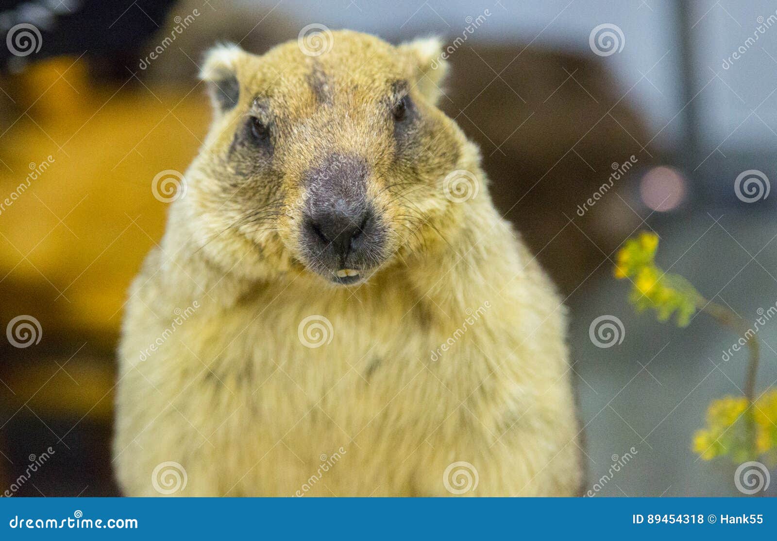 A gray marmot in the room stock photo. Image of high - 89454318