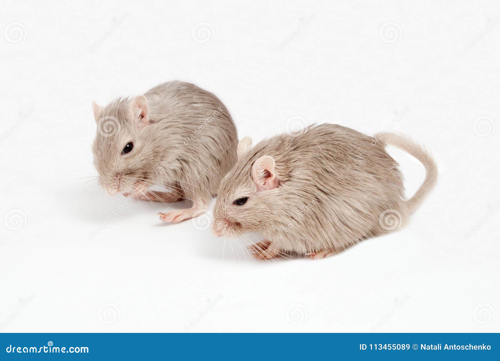 Gray mouse gerbil stock image. Image of curiosity, full - 113455089