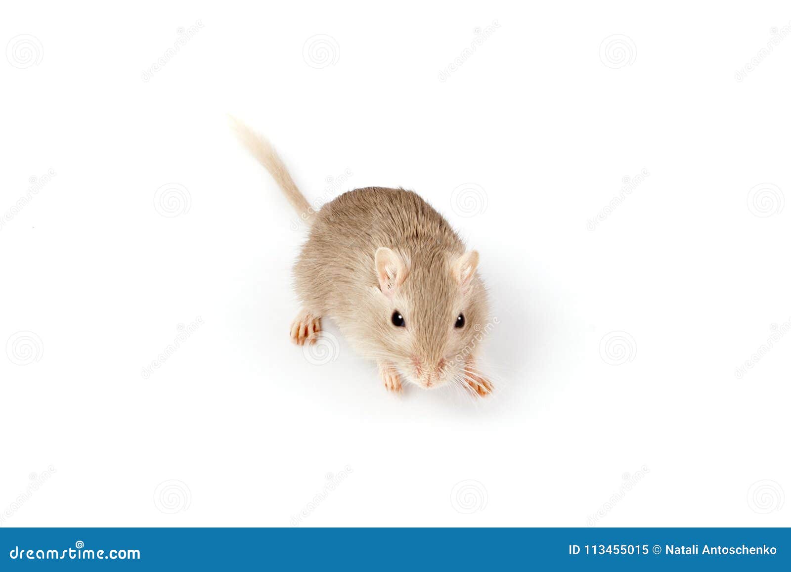 Gray mouse gerbil stock image. Image of rodent, field - 113455015