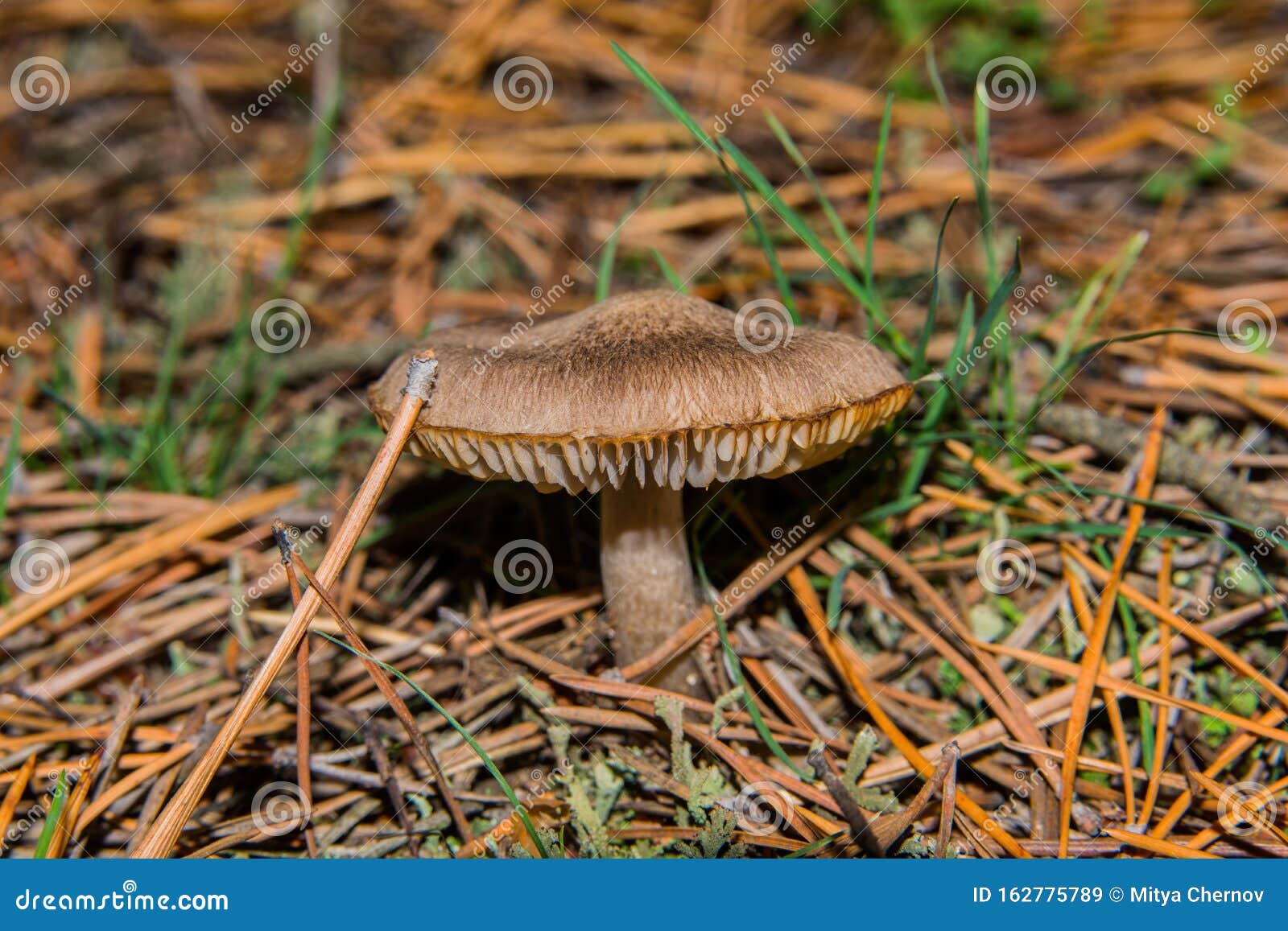 gray mushroom tricholoma triste in the forest in pine needles. mushroom close-up. soft selective focus.