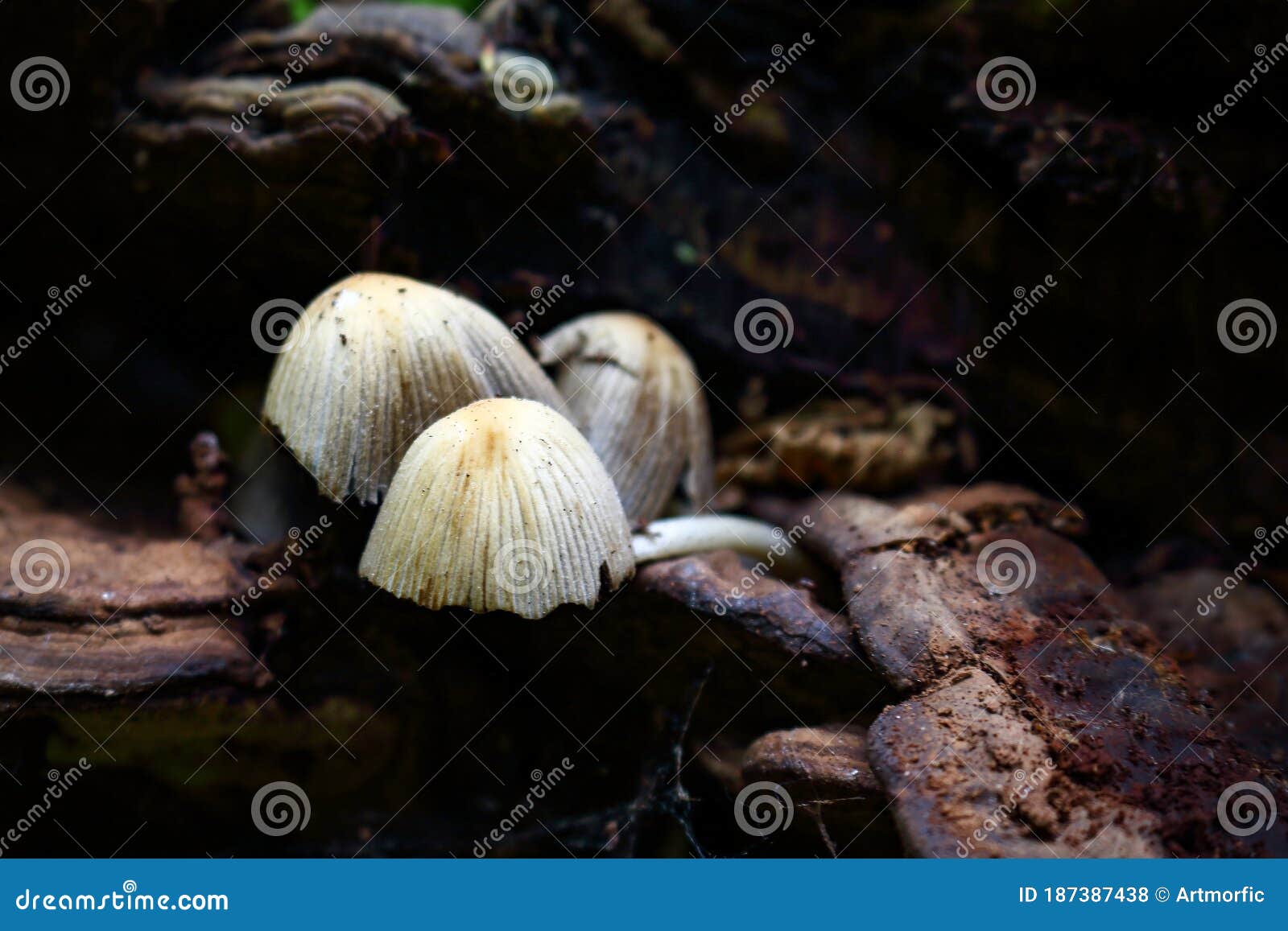 Gray Mushrooms Heads Growing on Ol Tree Trunk Stock Photo Image of nature, reflection 187387438
