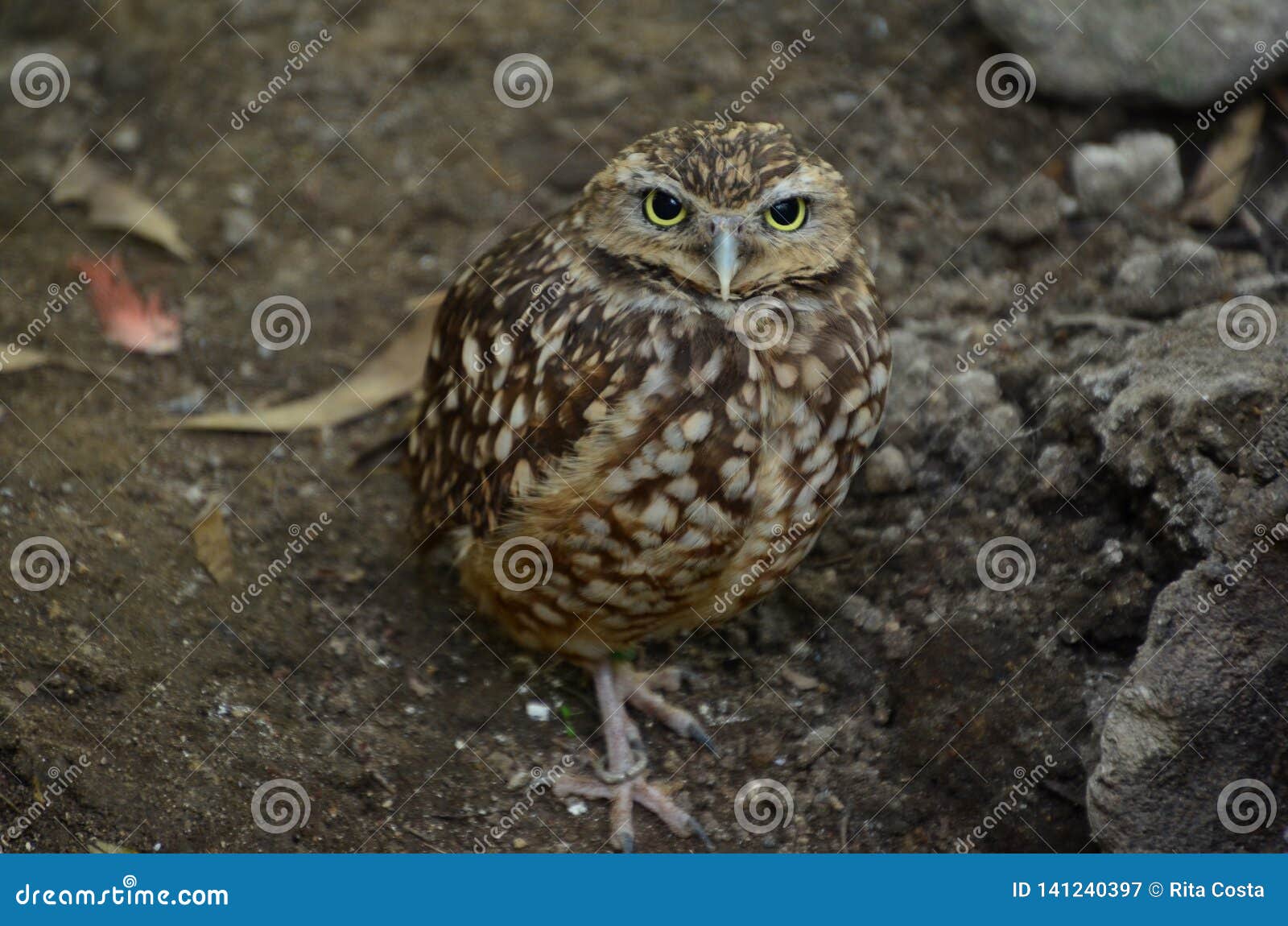 camouflaged owl