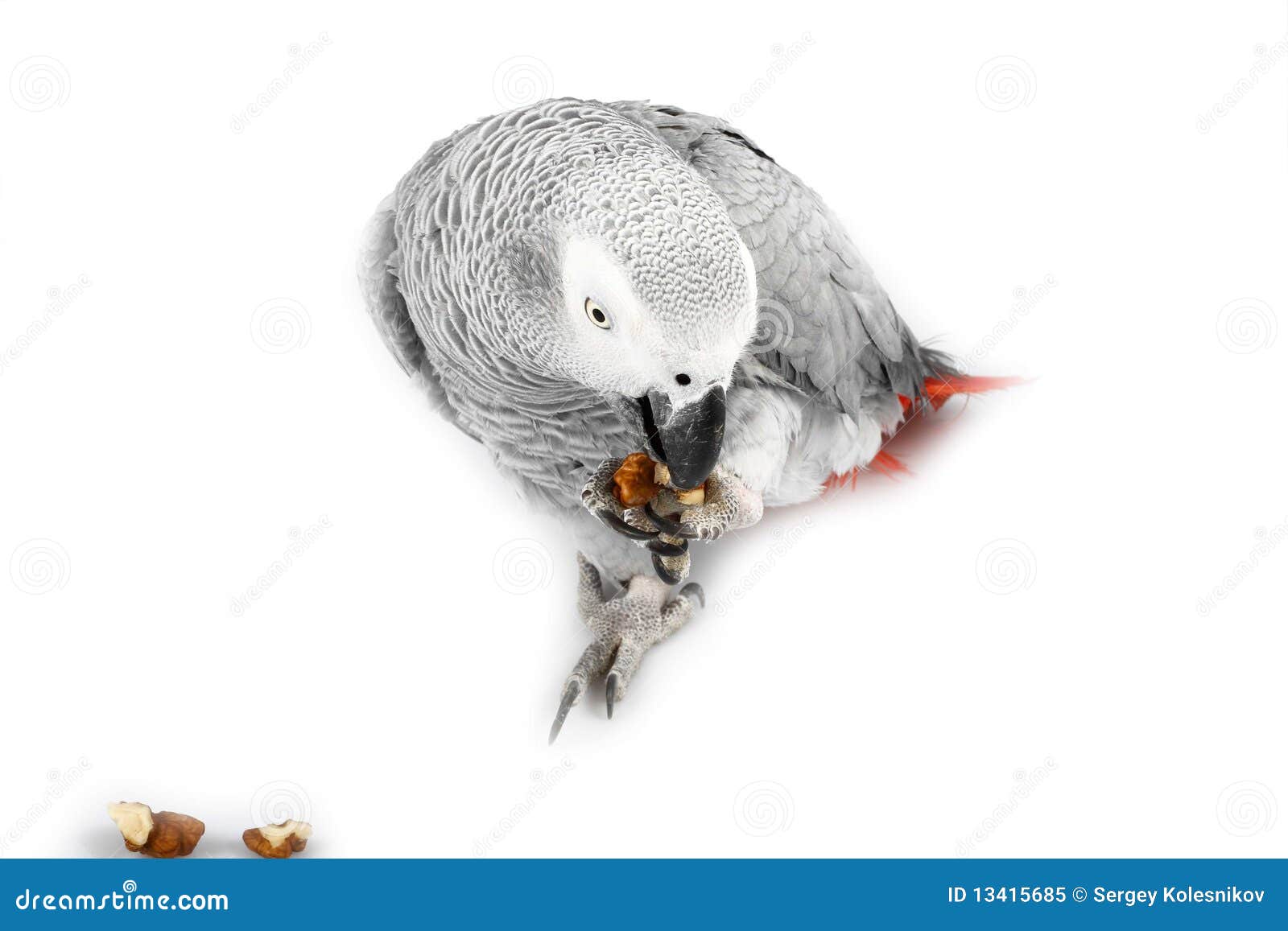 Gray Parrot Jaco Eating Walnuts Stock Image Image of object, parrot