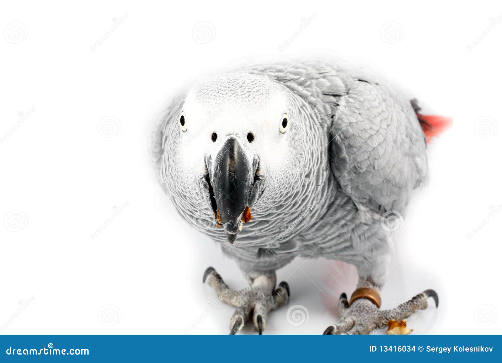 Gray Parrot Jaco Eating Walnuts Stock Photo Image of bite, family