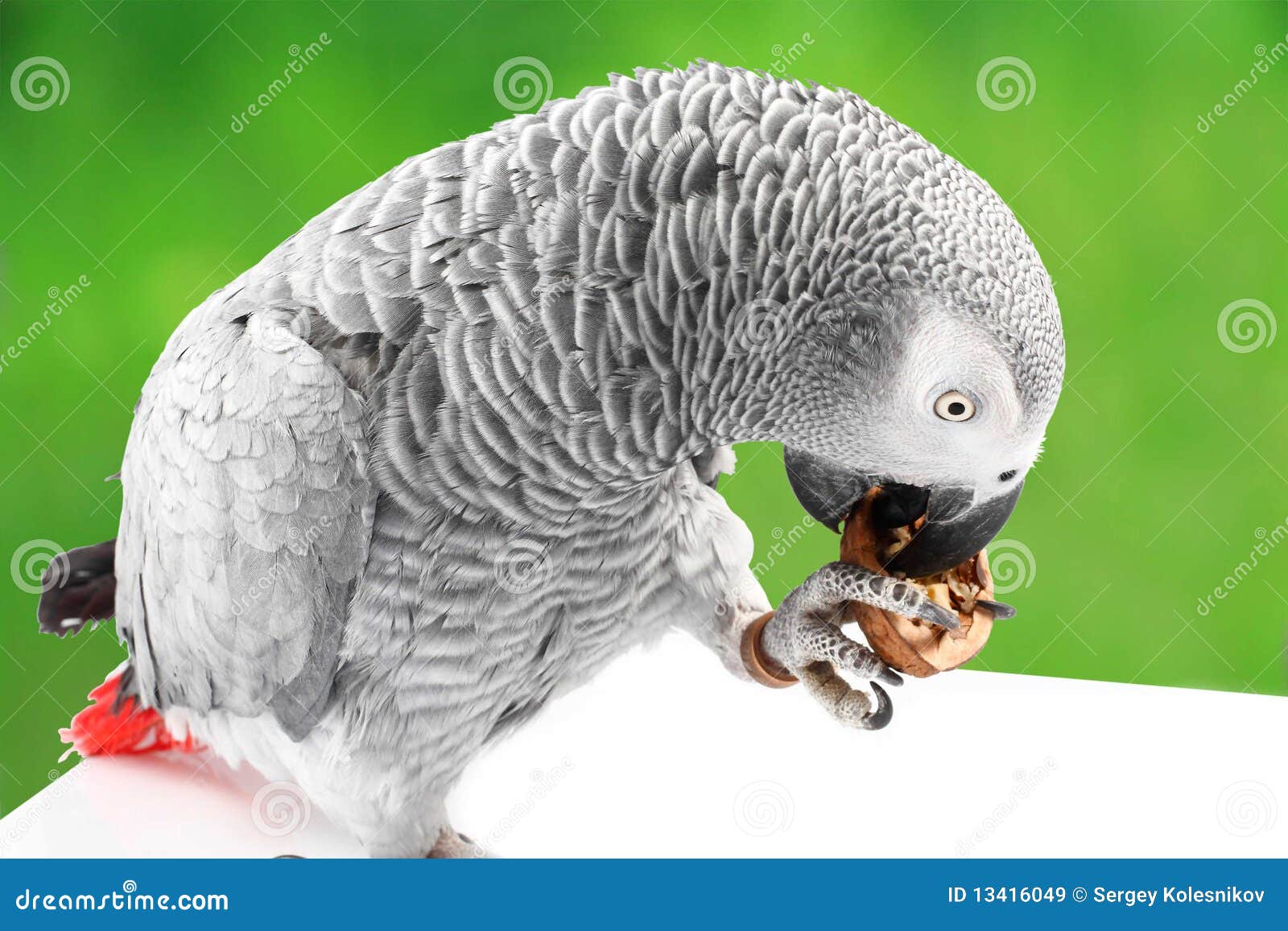 Gray Parrot Jaco Eating Walnuts Stock Image Image of winged, hold