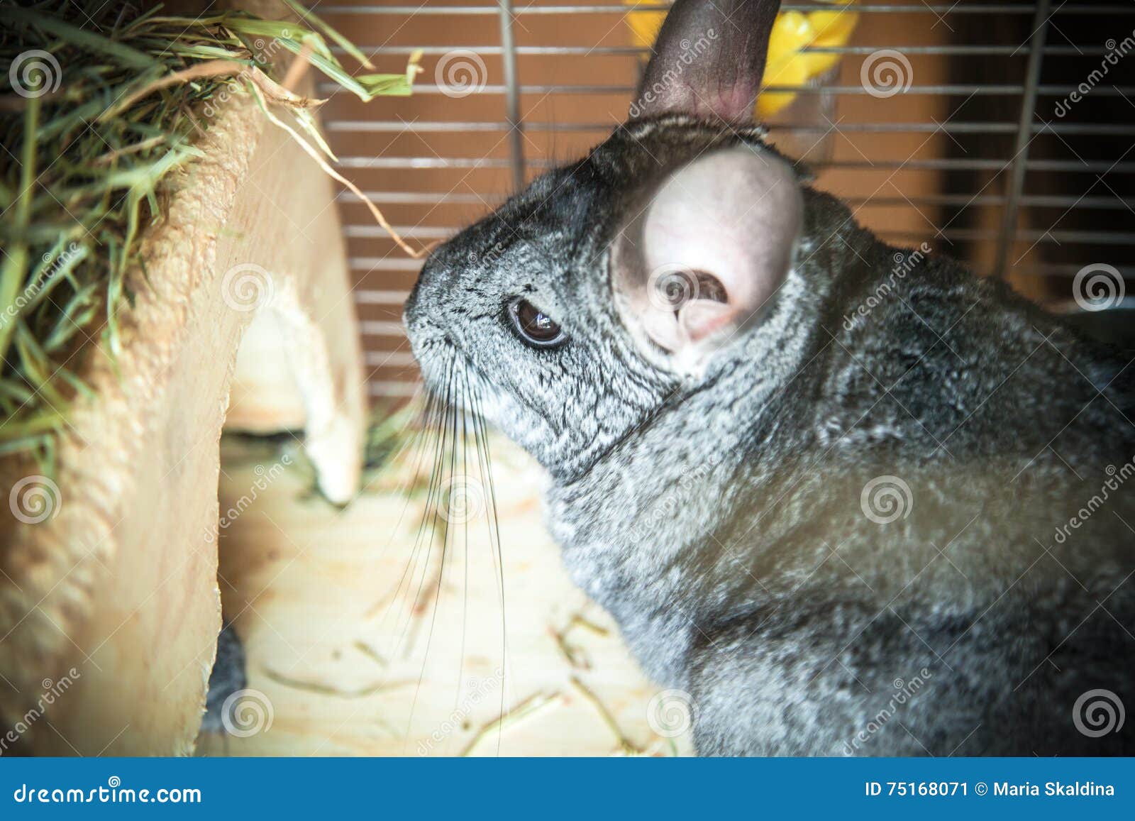 Gray pet chinchilla stock image. Image of mouse, friend 75168071
