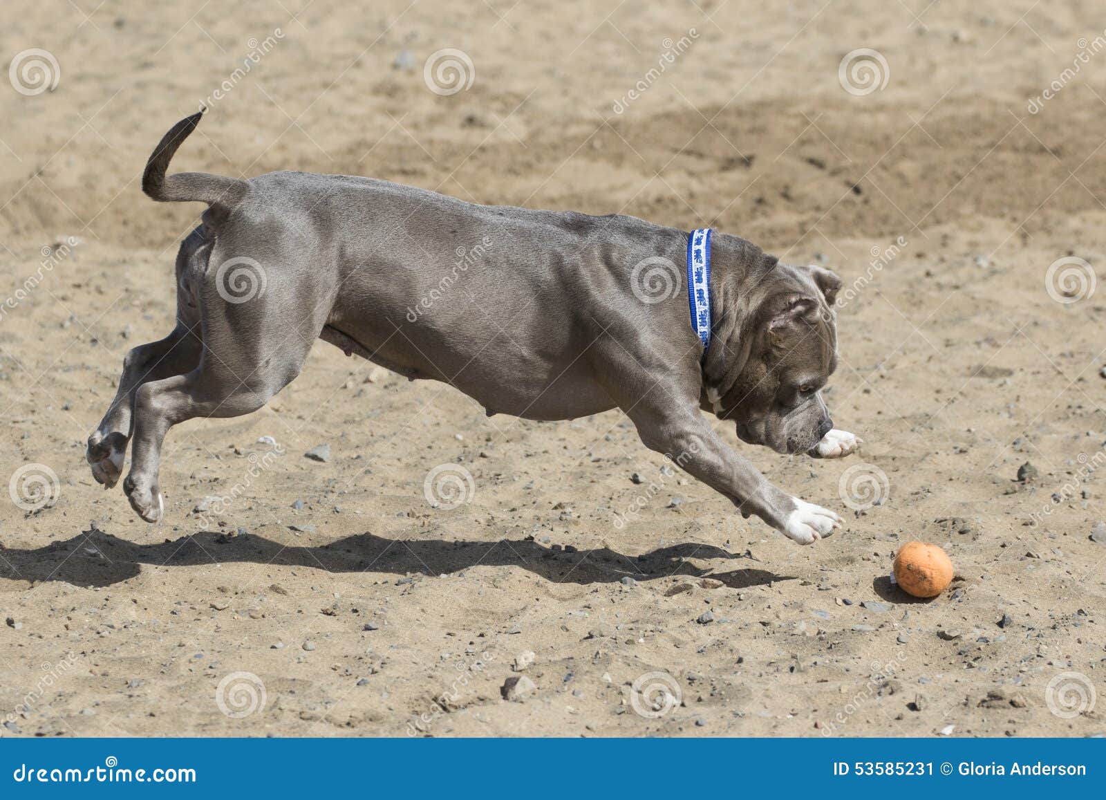 Gray Pitbull Pouncing on a Toy in the Sand Stock Image Image of