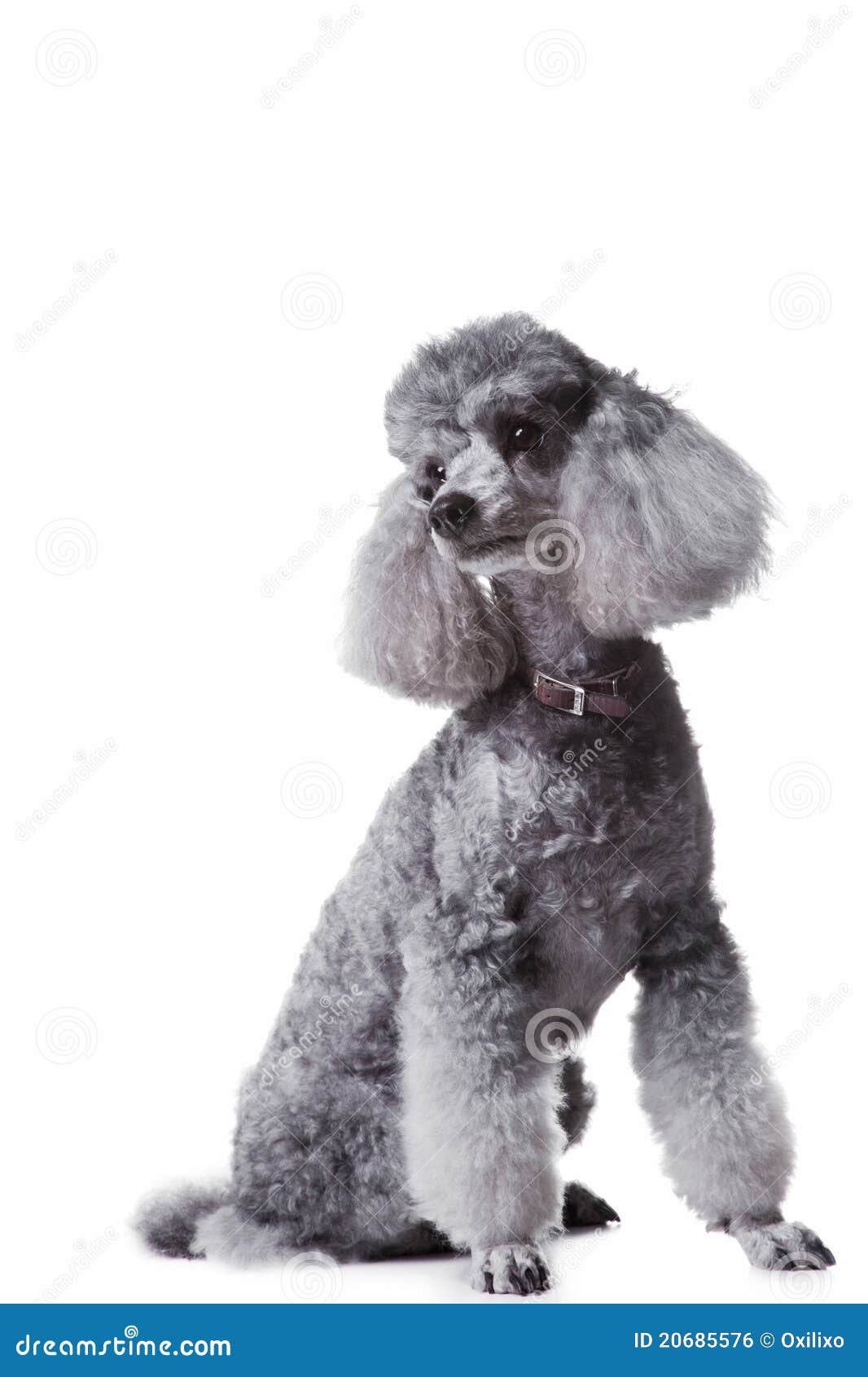 small grey poodle