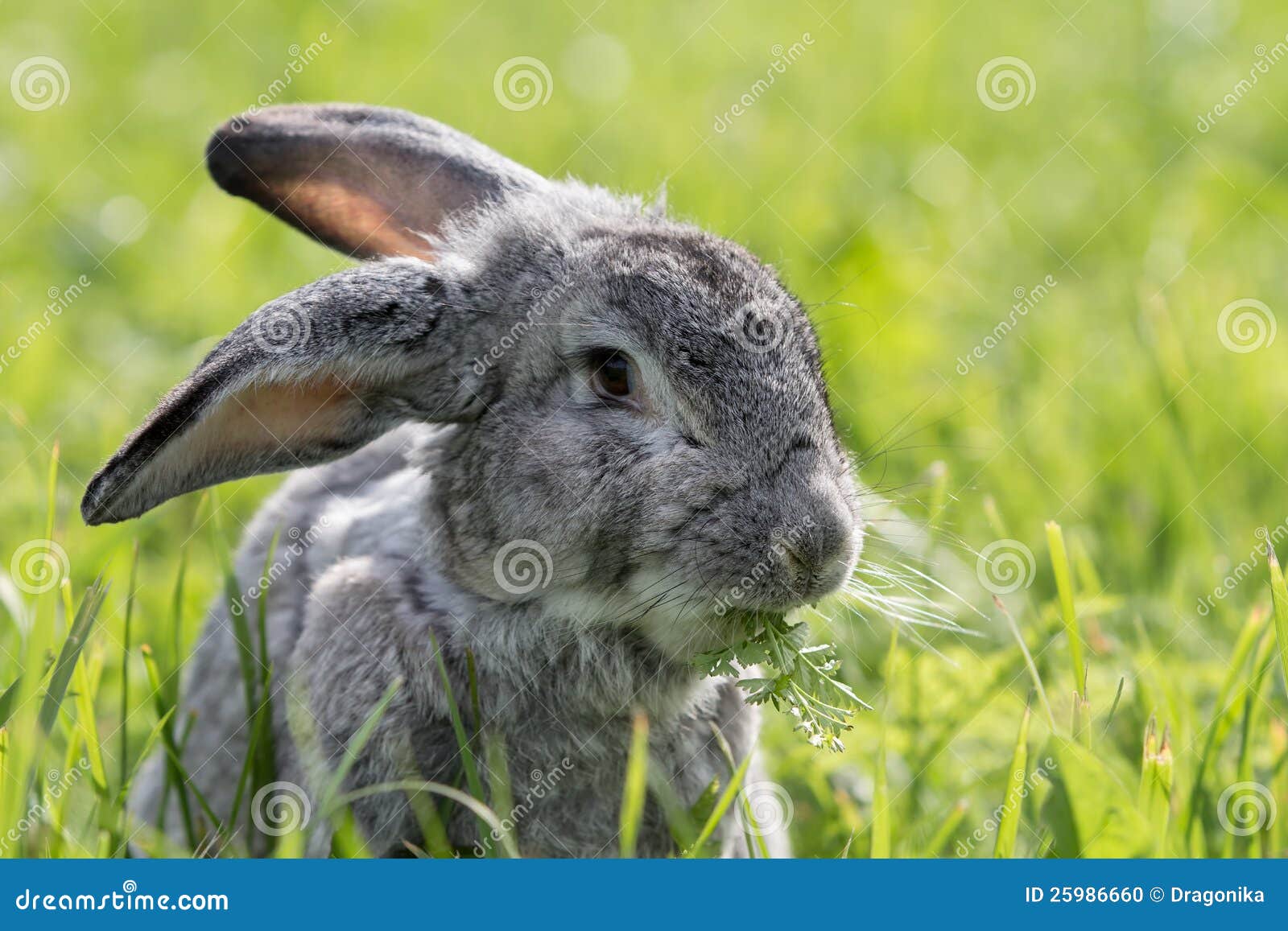 Gray rabbit on meadow in green grass