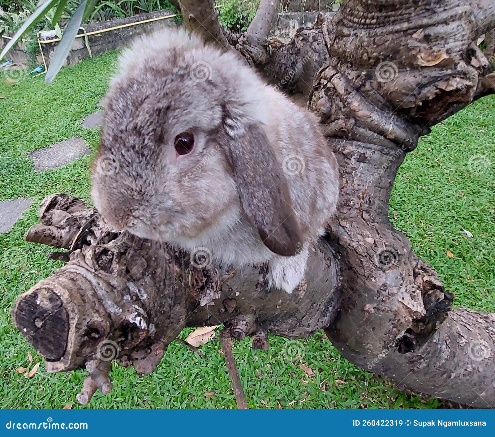 Gray Rabbit Climbing a Tree Stock Image Image of gray, climb 260422319