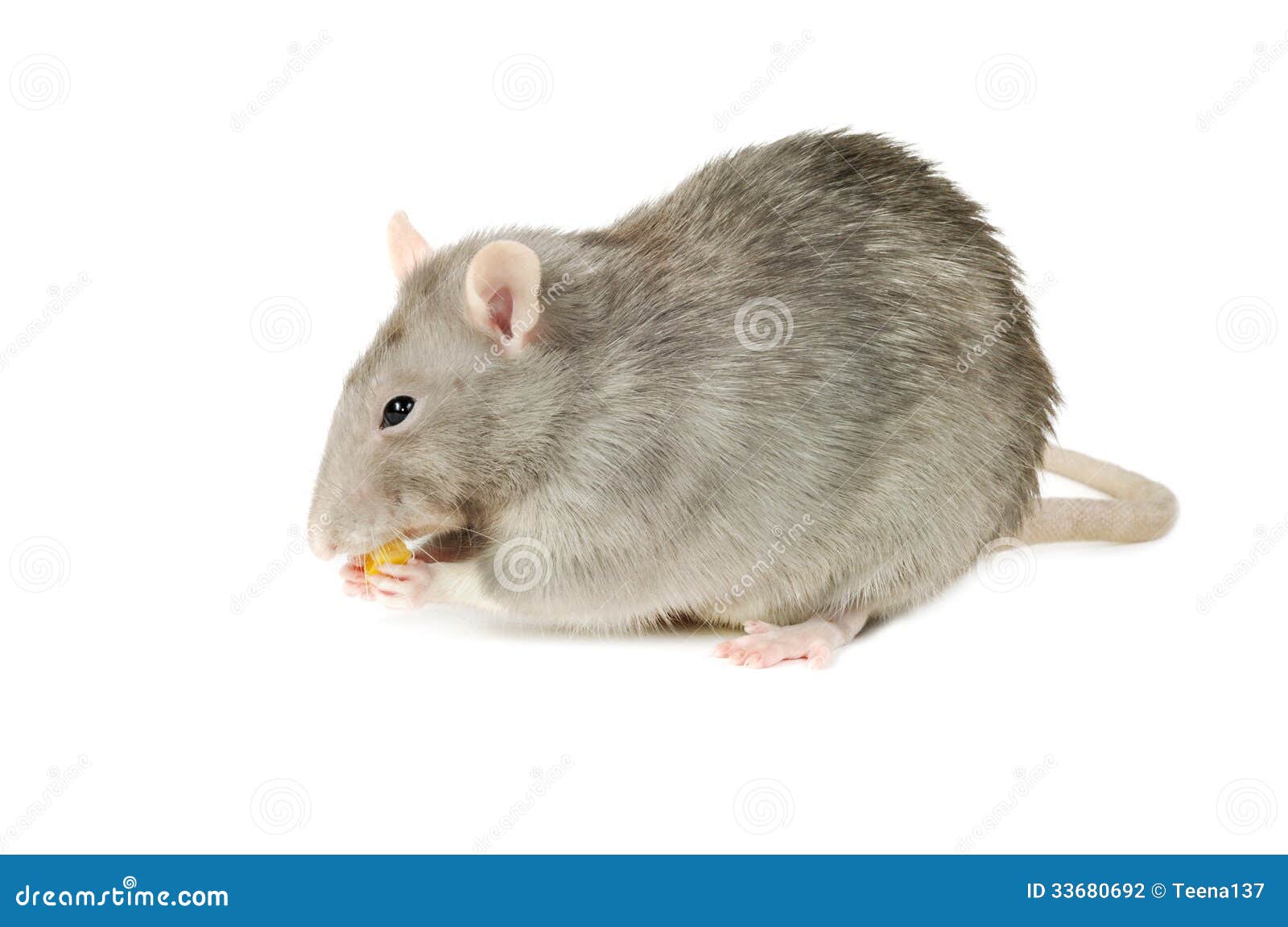 Gray Rat stock foto. Image of kijk, bont, geur, hamster 33680692