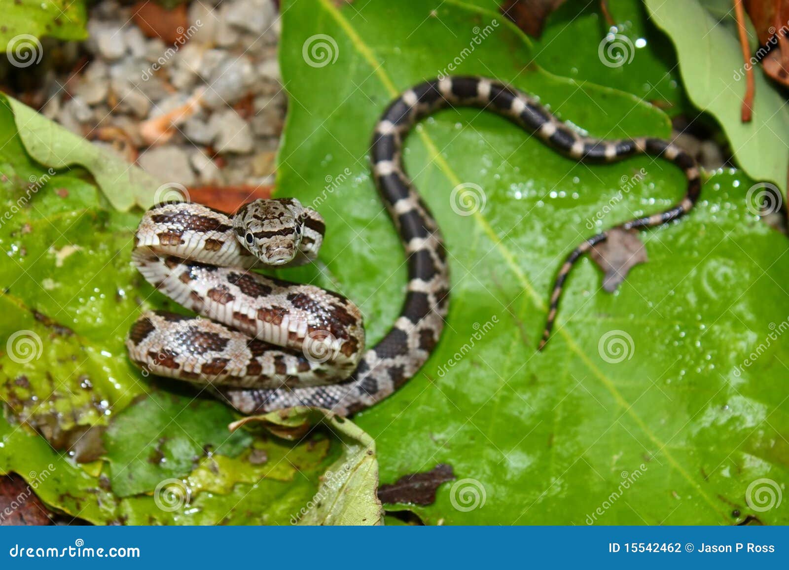 gray rat snake (elaphe obsoleta) - alabama