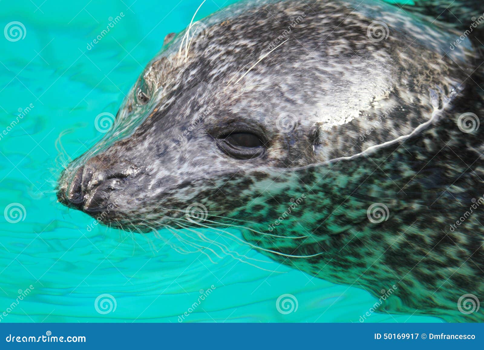 Gray seal mammal north sea stock image. Image of natural 50169917