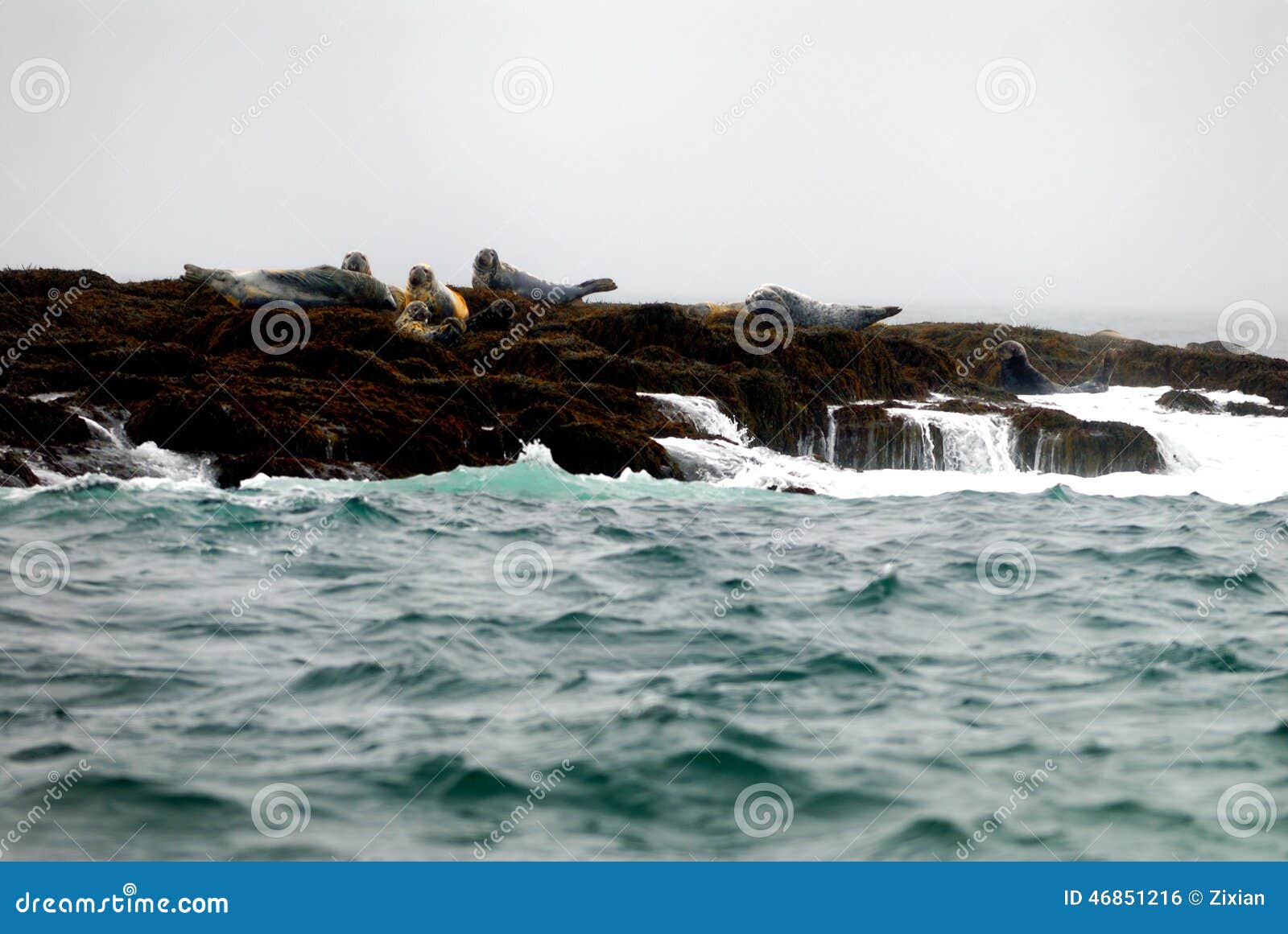 Gray seals stock photo. Image of wildlife, nature, wild 46851216