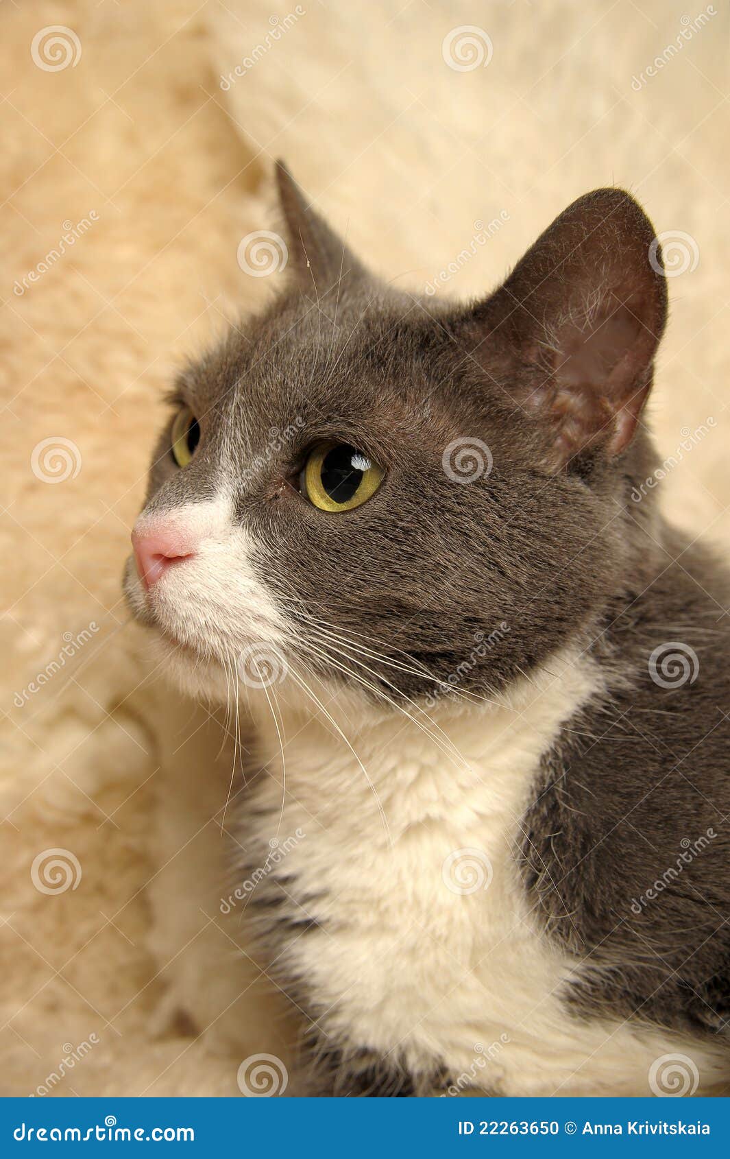 Gray shorthair cat stock photo. Image of grown, copy 22263650
