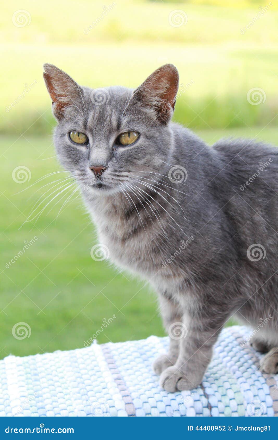 Gray shorthair cat stock photo. Image of funny, face 44400952