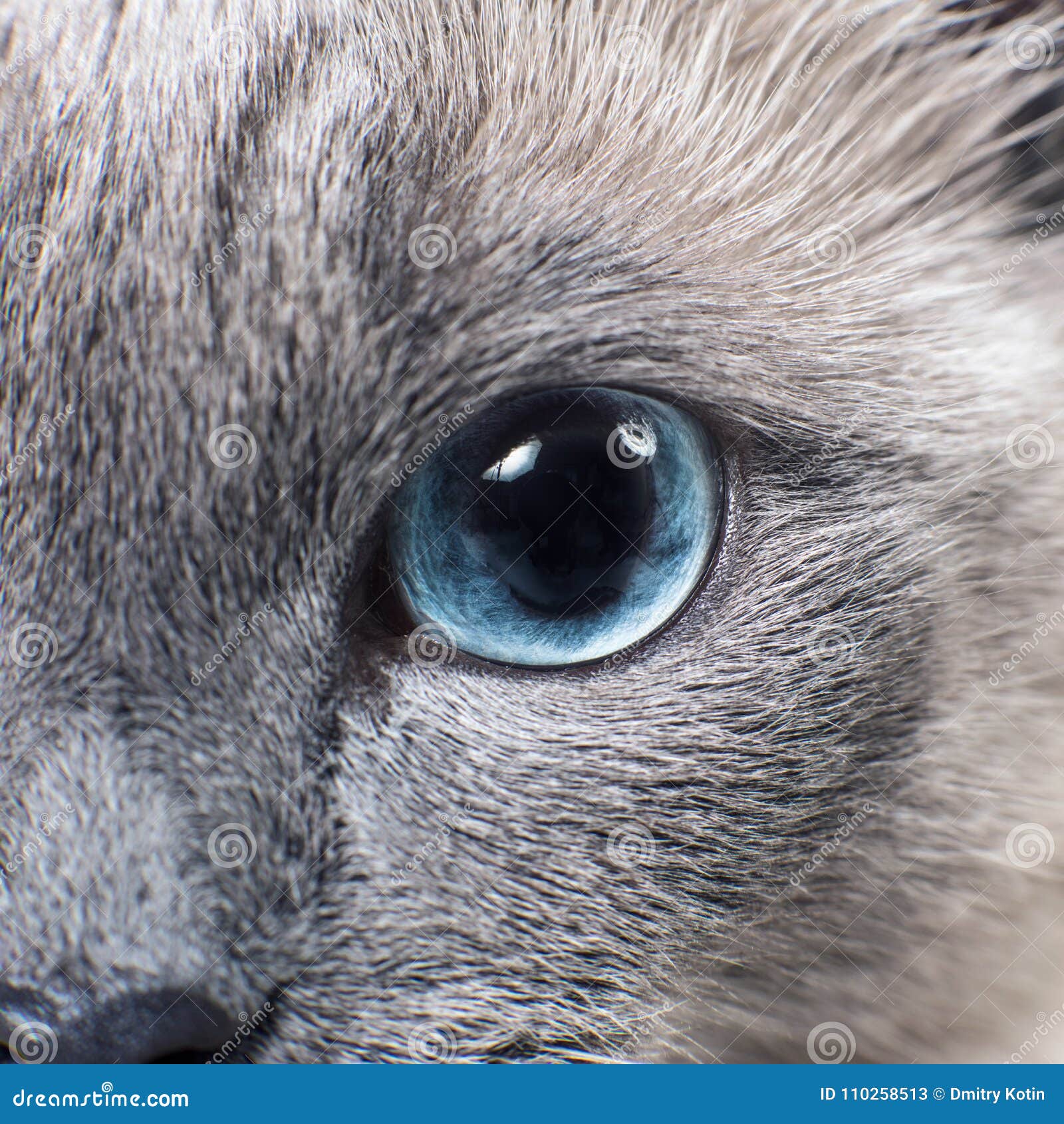 Gray Siamese Cat with Blue Eyes Staring on Something. Stock Image